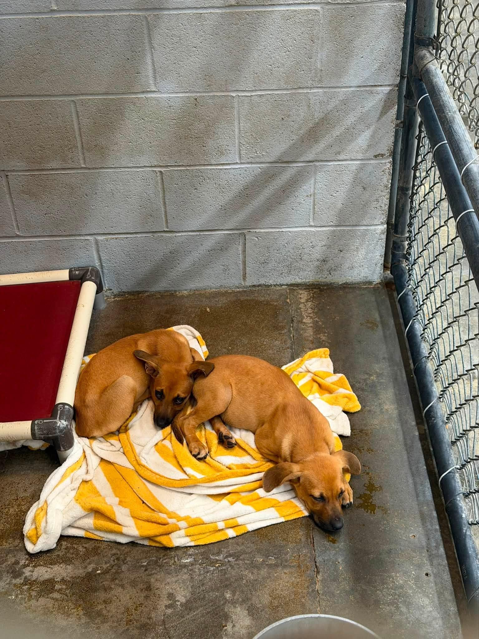 Enlarge Female PUPPIES, a ADOPTABLE mixed breed in Elizabethtown, NC image 1/1