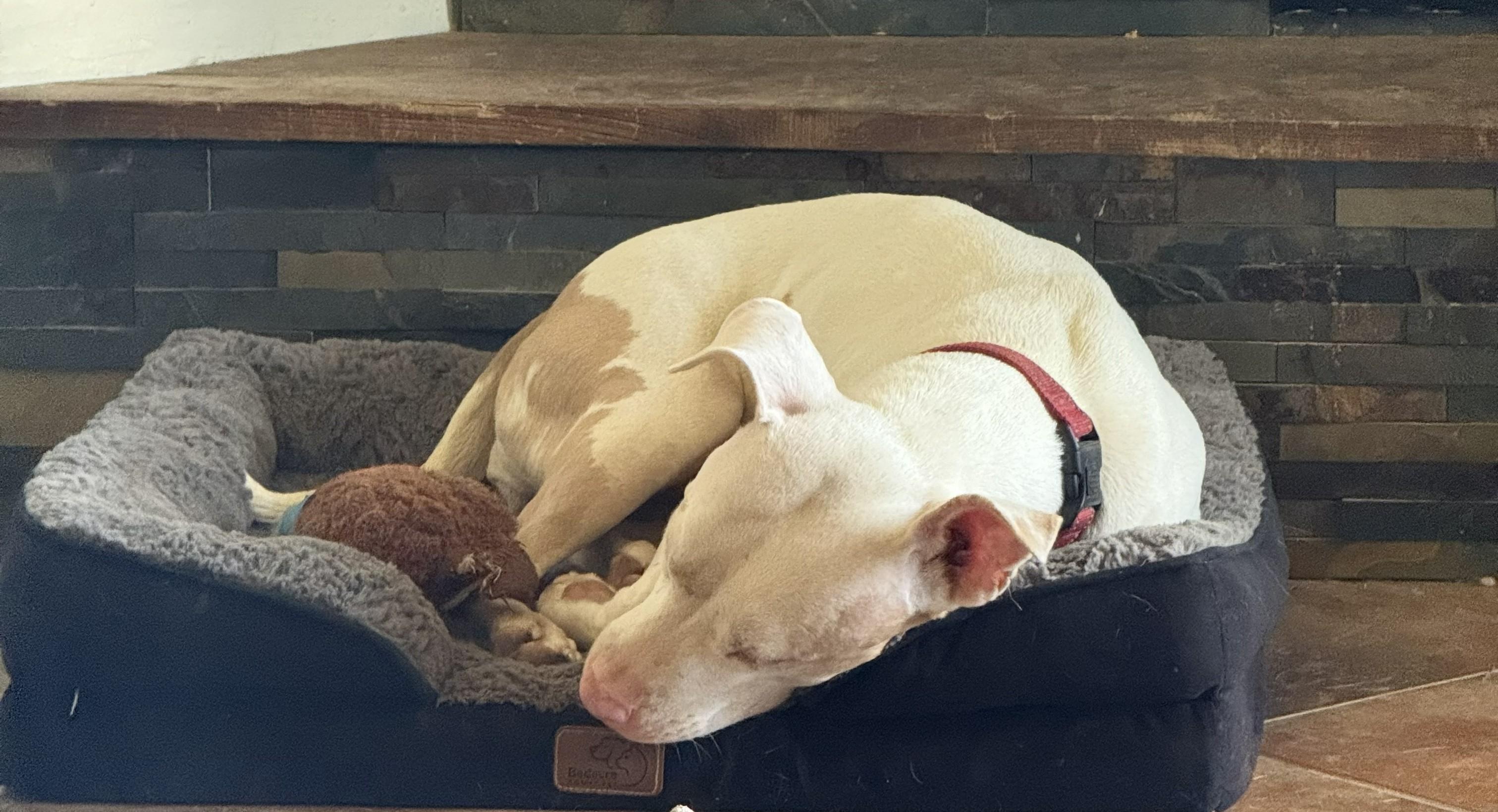 Hope (LA) HAPPY Girl!, Adoptable, Young Female Pit Bull Terrier.