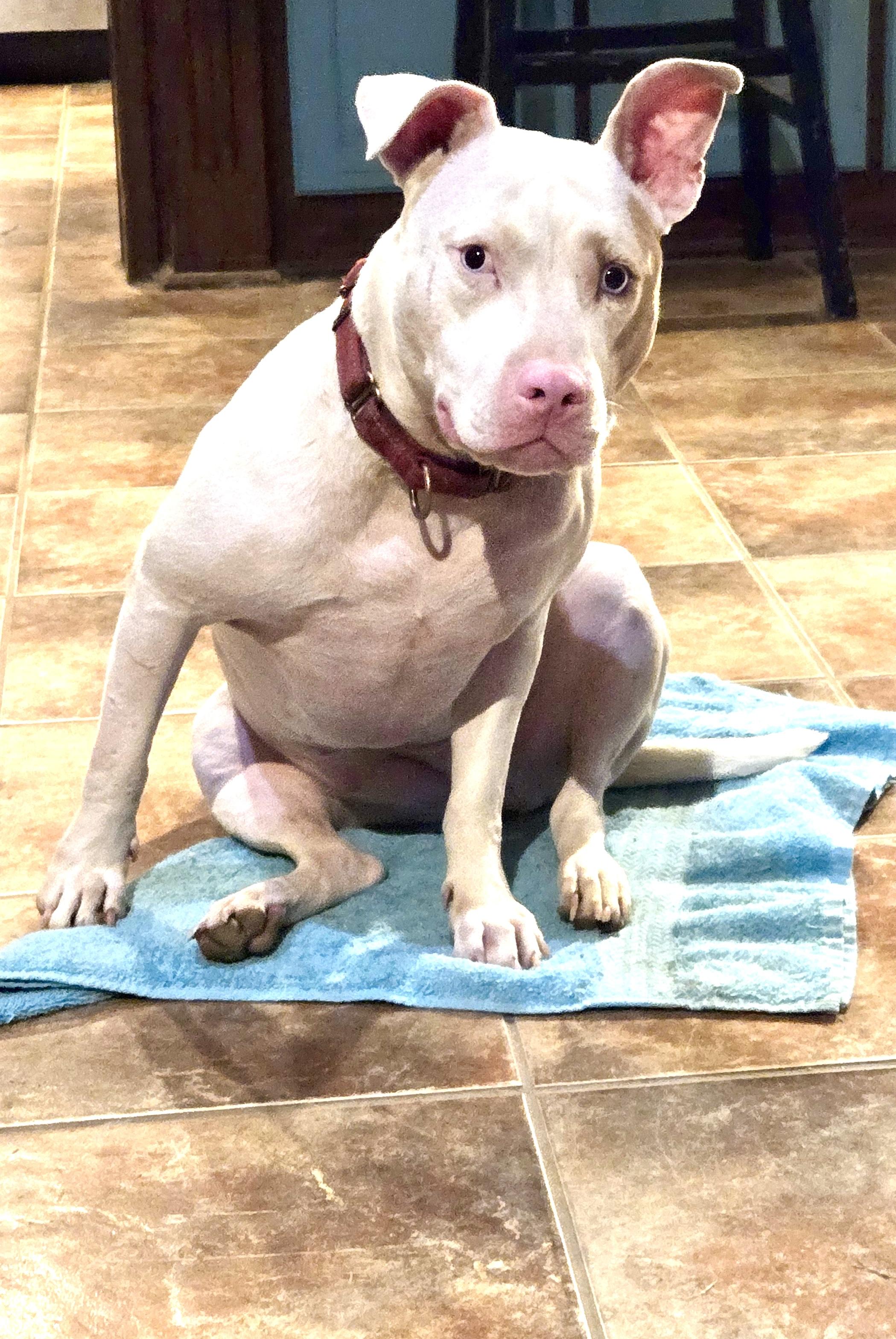 Hope (MS) cute girl, a Adoptable Pit Bull Terrier in Denham Springs, LA image 3/3