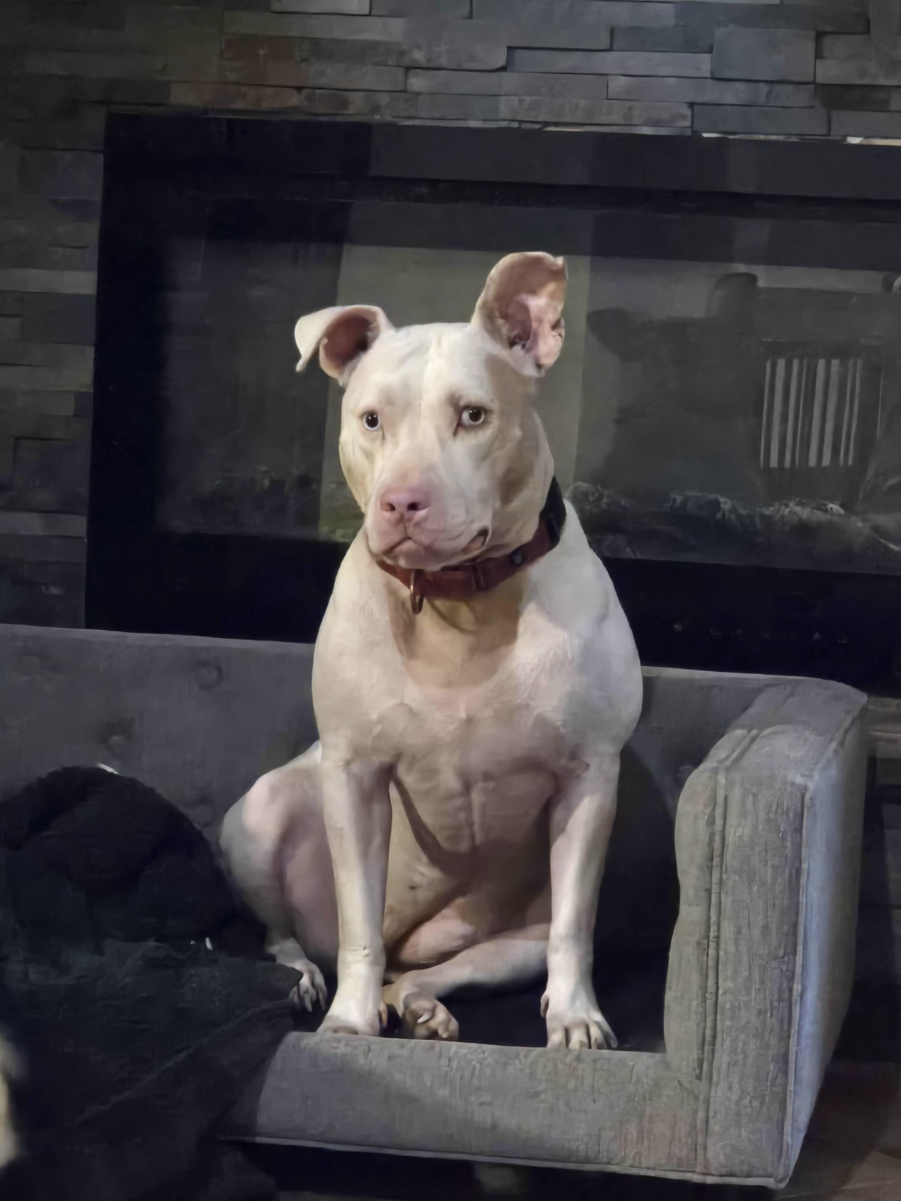 Hope (MS) cute girl, a Adoptable Pit Bull Terrier in Denham Springs, LA image 2/3
