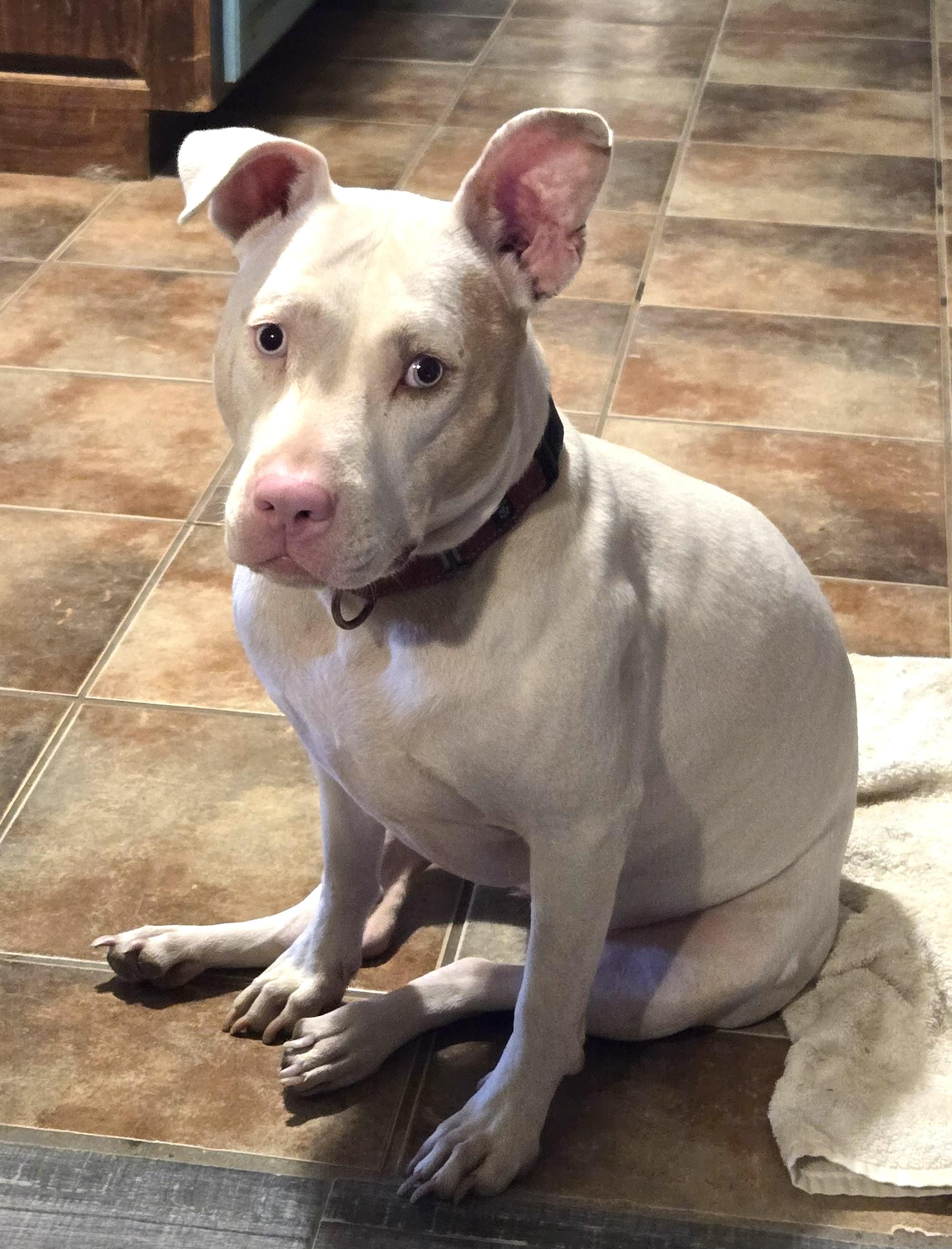 Hope (MS) cute girl, a Adoptable Pit Bull Terrier in Denham Springs, LA image 1/3