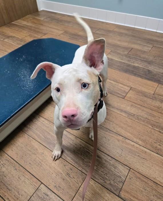 Hope (LA) HAPPY Girl!, Adoptable, Young Female Pit Bull Terrier.