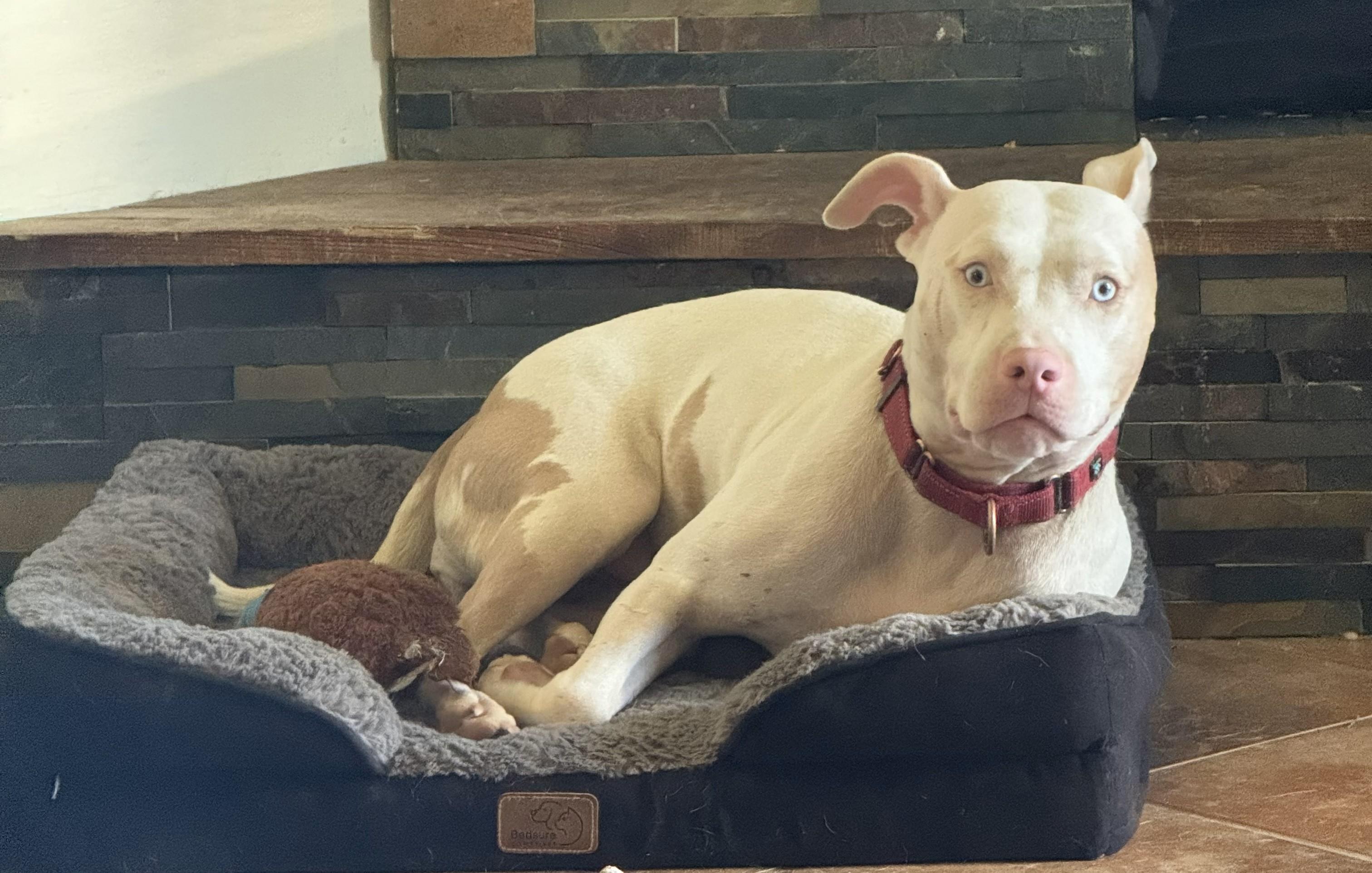 Enlarge Hope (LA) HAPPY Girl!, a Adoptable mixed breed in Denham Springs, LA image 3/3