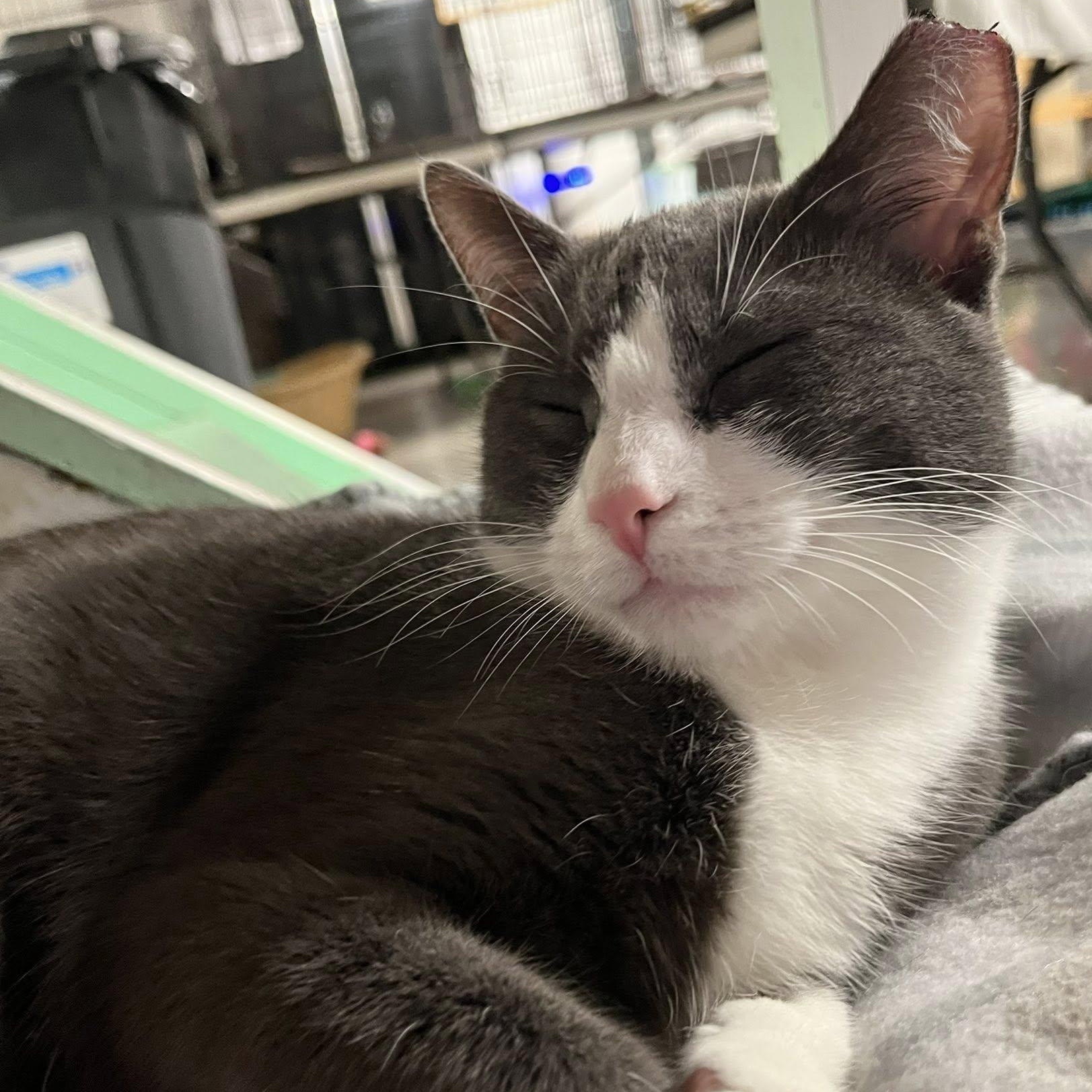 Enlarge Mallory, a Adoptable Domestic Short Hair in East Amherst, NY image 3/6