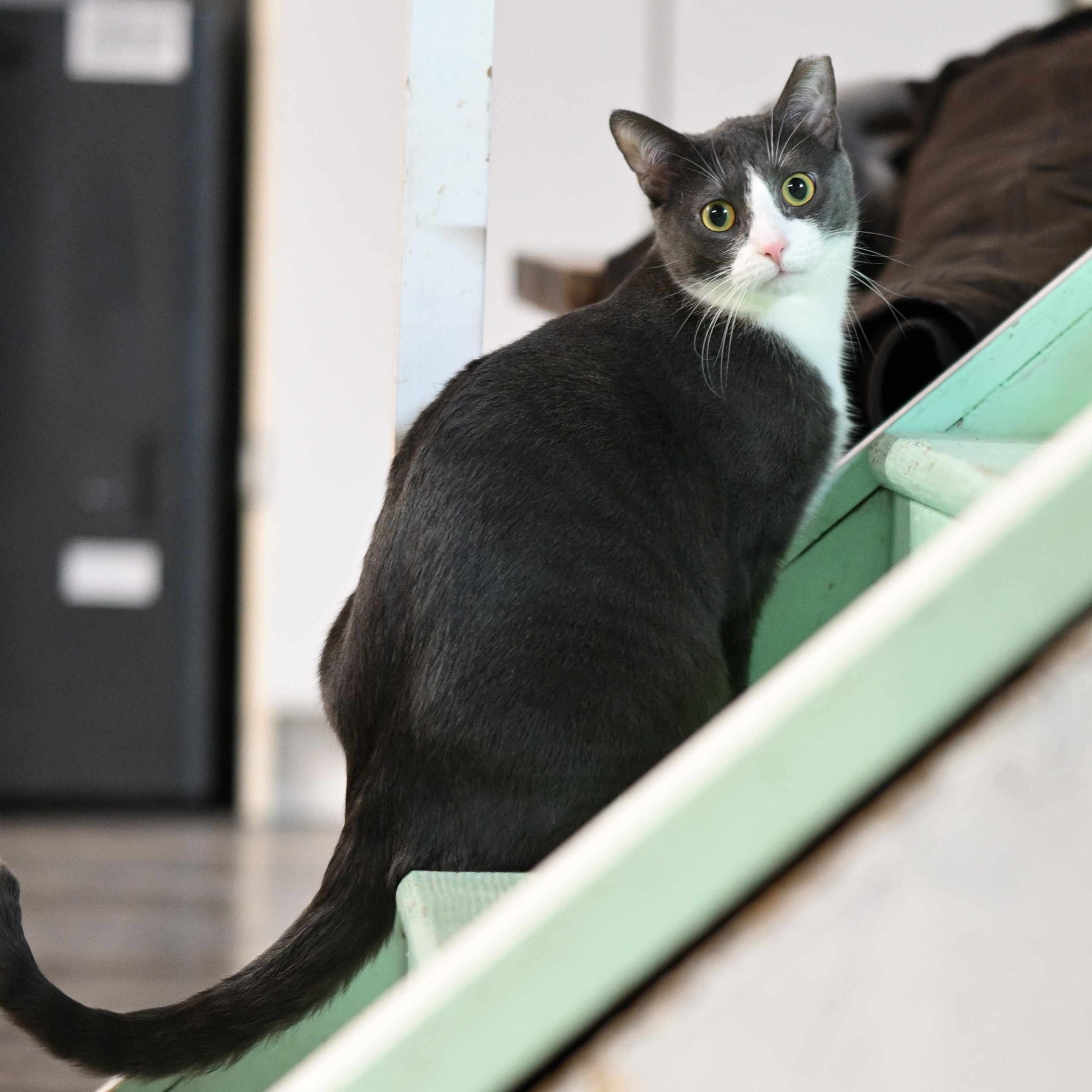 Enlarge Mallory, a Adoptable Domestic Short Hair in East Amherst, NY image 2/6