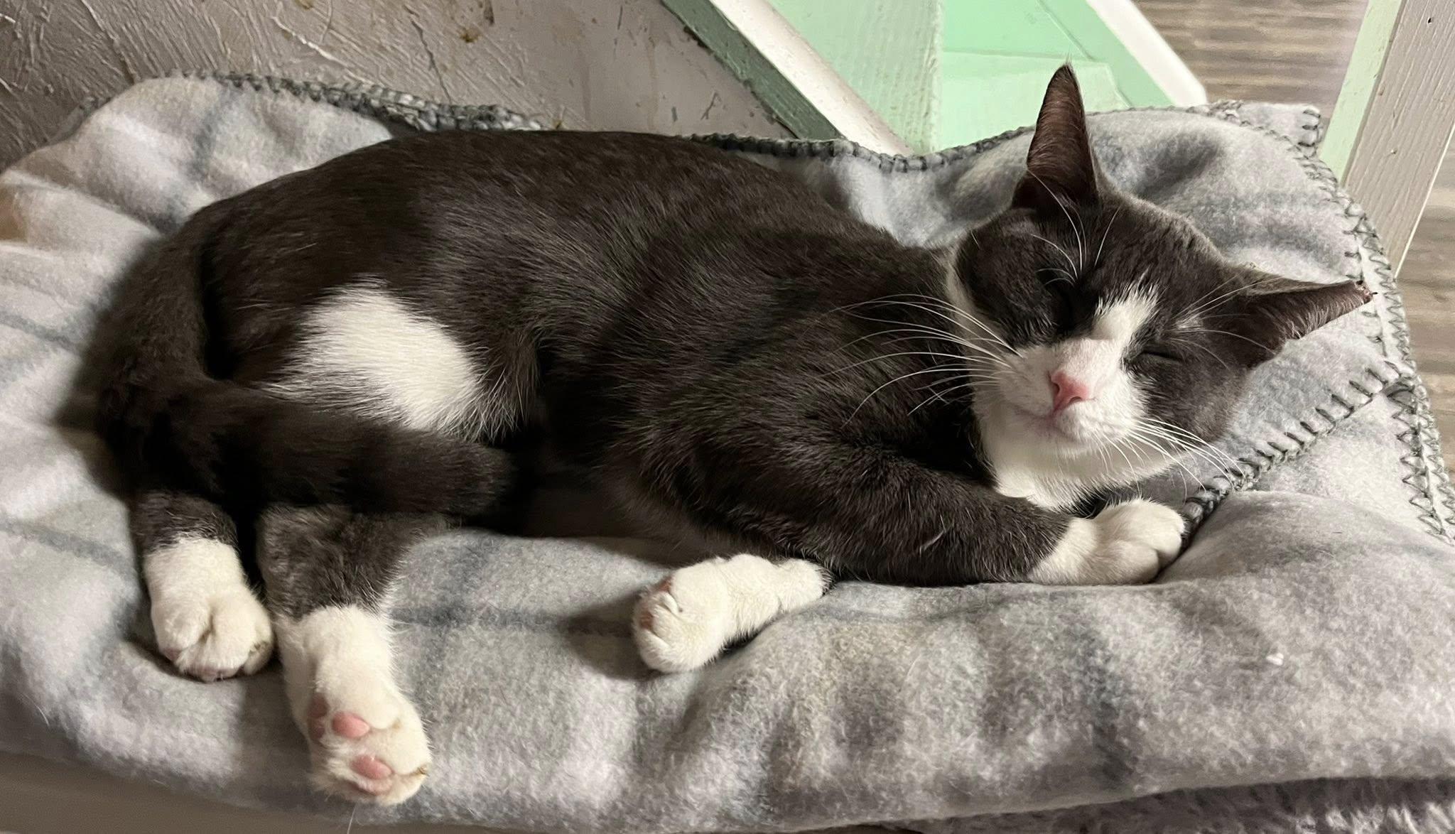 Enlarge Mallory, a Adoptable Domestic Short Hair in East Amherst, NY image 4/6