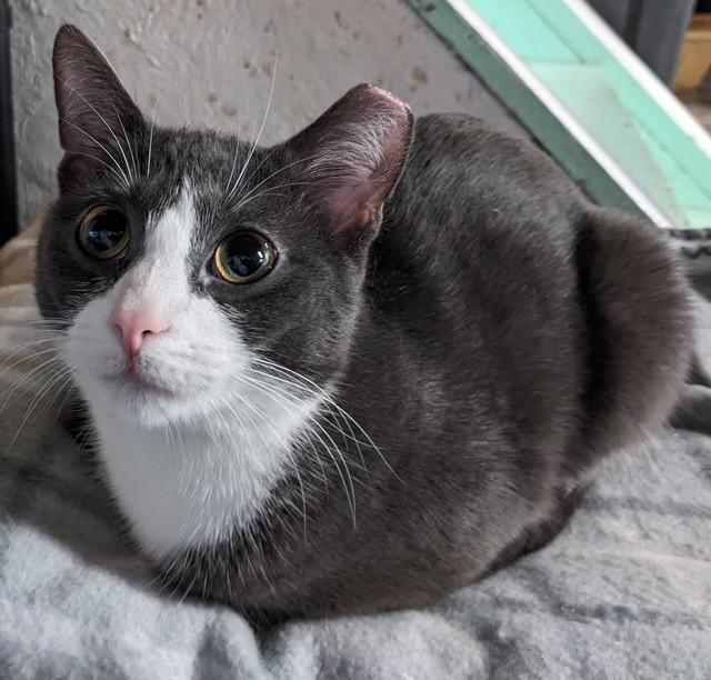 Enlarge Mallory, a Adoptable Domestic Short Hair in East Amherst, NY image 1/6