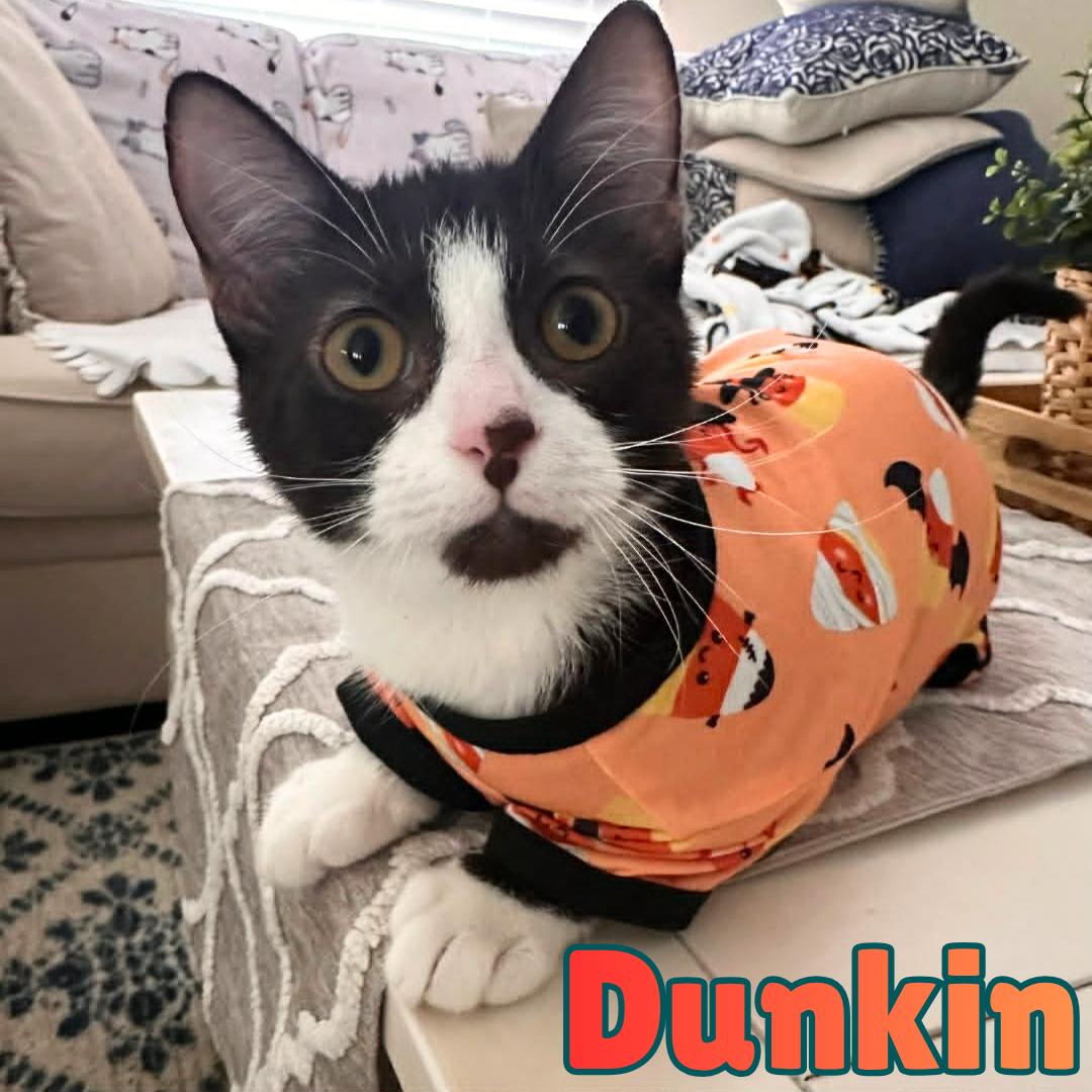 Enlarge Dunkin --Chocolate Tuxedo--, a Adoptable mixed breed in Riverview, FL image 2/6