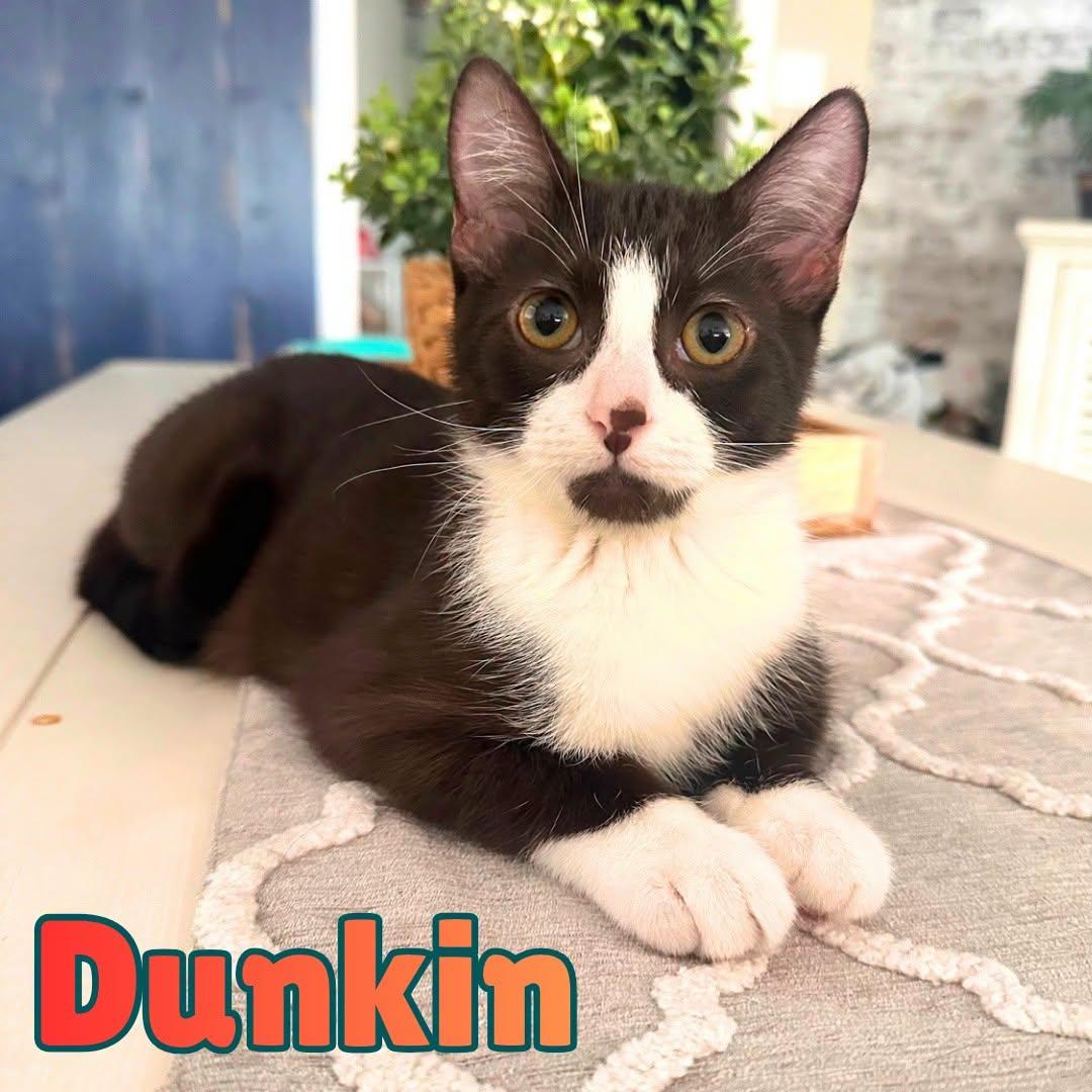 Dunkin --Chocolate Tuxedo--, Adoptable, Kitten Male Domestic Short Hair.