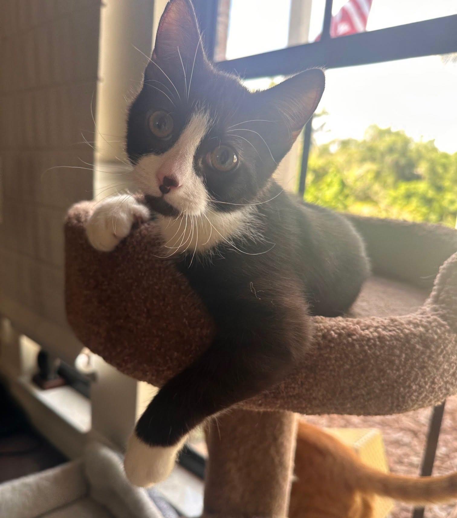 Enlarge Dunkin --Chocolate Tuxedo--, a Adoptable mixed breed in Riverview, FL image 6/6