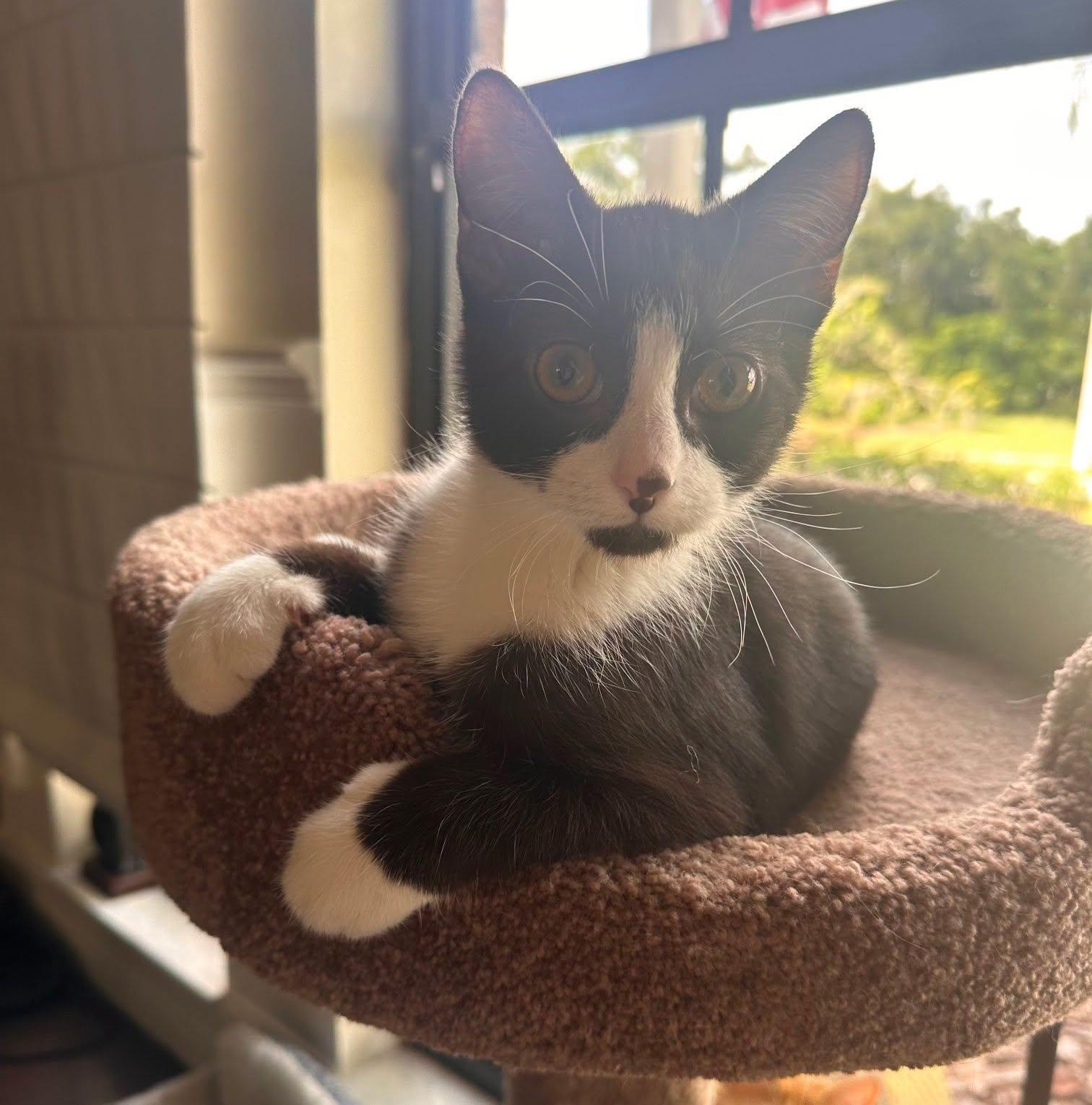 Enlarge Dunkin --Chocolate Tuxedo--, a Adoptable mixed breed in Riverview, FL image 5/6