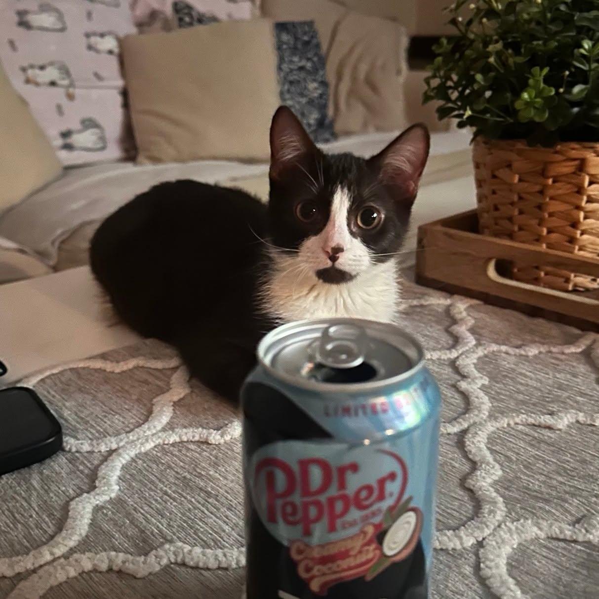 Enlarge Dunkin --Chocolate Tuxedo--, a Adoptable mixed breed in Riverview, FL image 4/6
