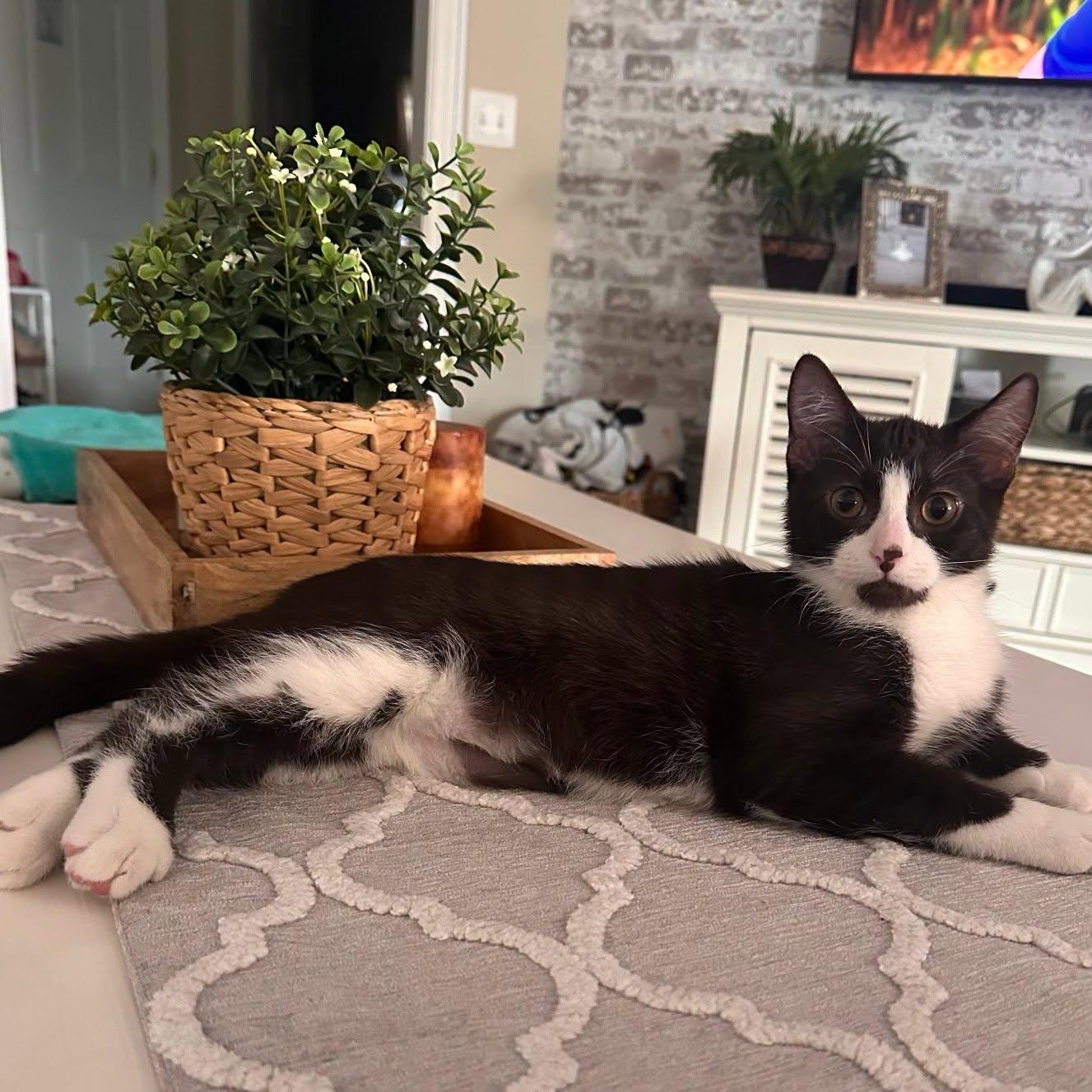 Enlarge Dunkin --Chocolate Tuxedo--, a Adoptable mixed breed in Riverview, FL image 3/6