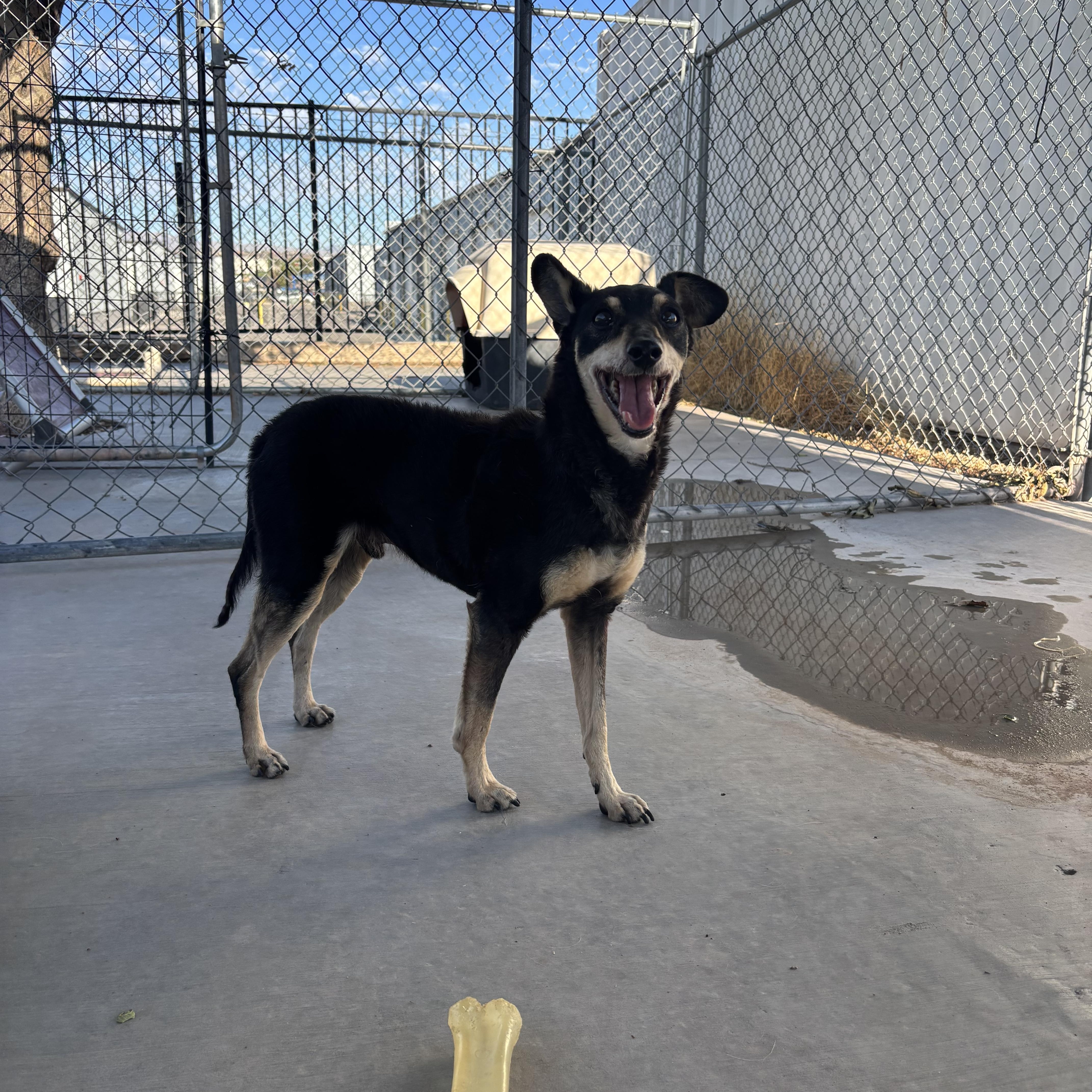 Bolt, an adopted Miniature Pinscher in Washington, UT image 3/5