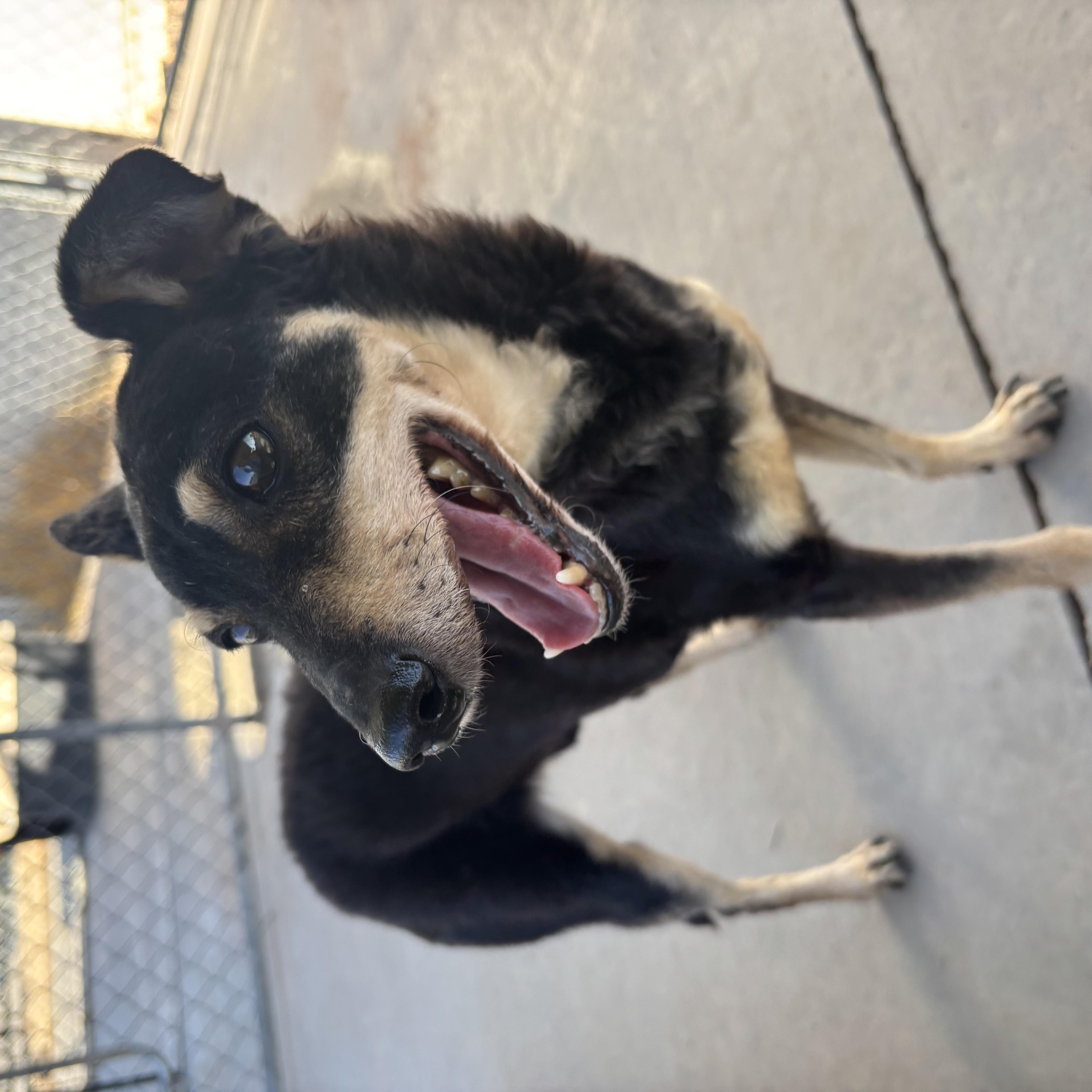 Bolt, an adopted Miniature Pinscher in Washington, UT image 2/5