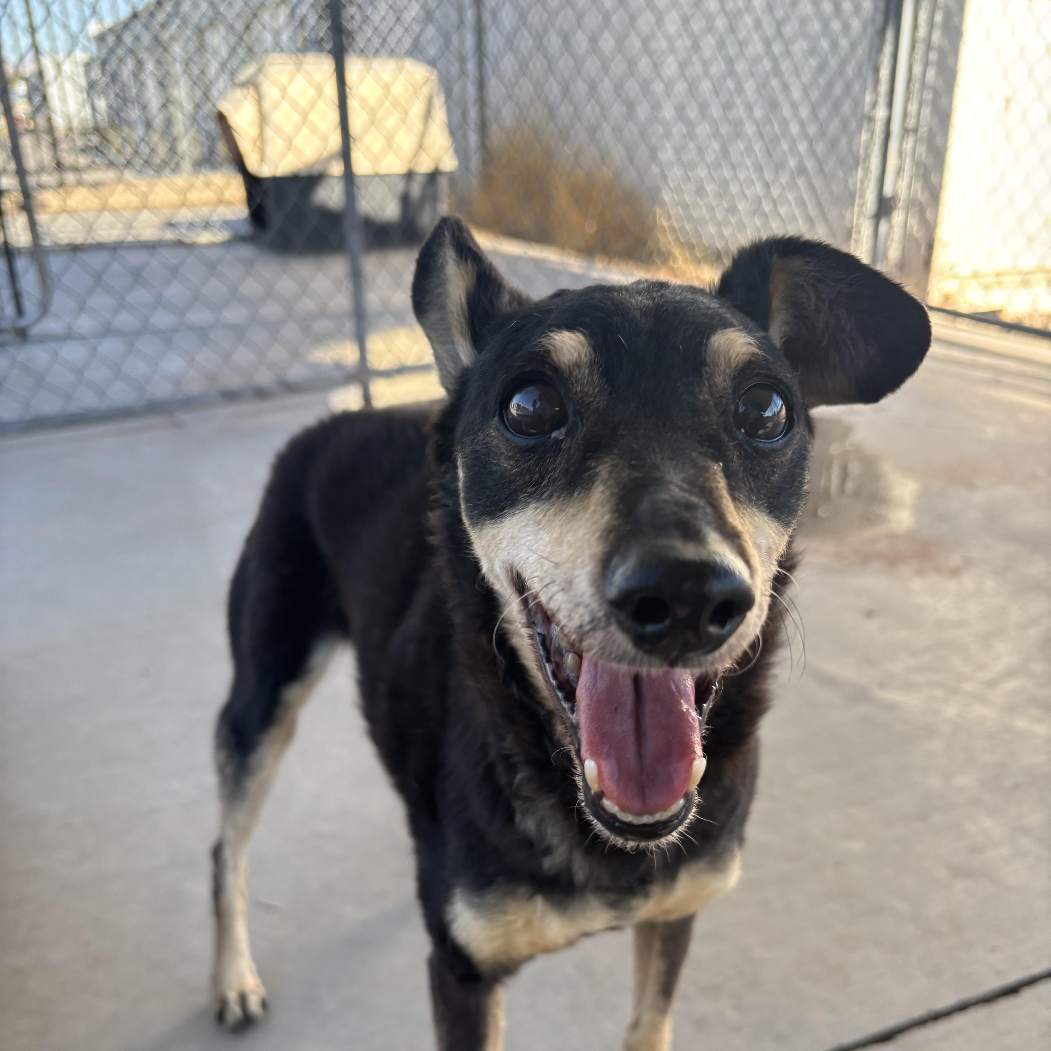 Bolt, adopted, Senior Male Miniature Pinscher.