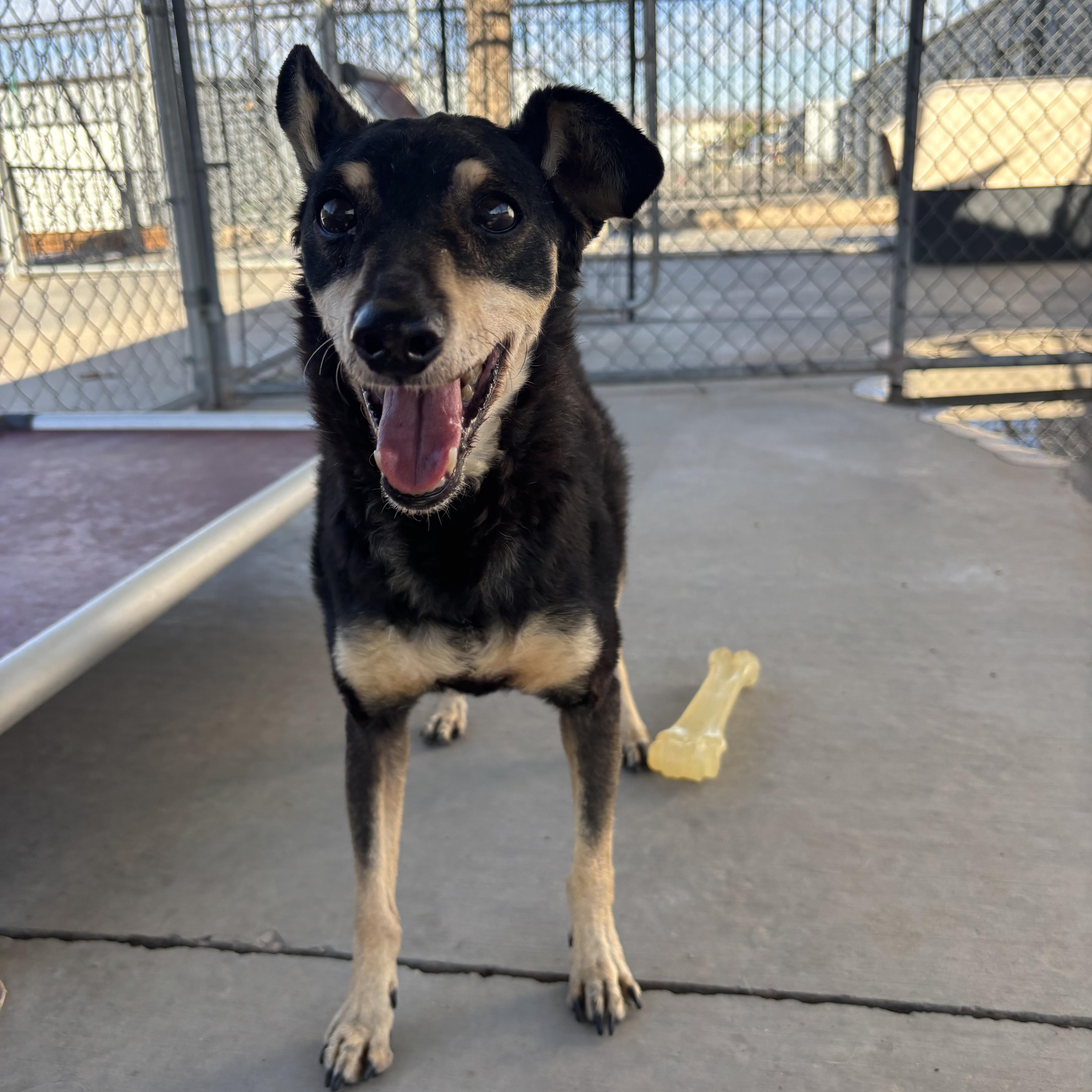 Bolt, an adopted Miniature Pinscher in Washington, UT image 5/5