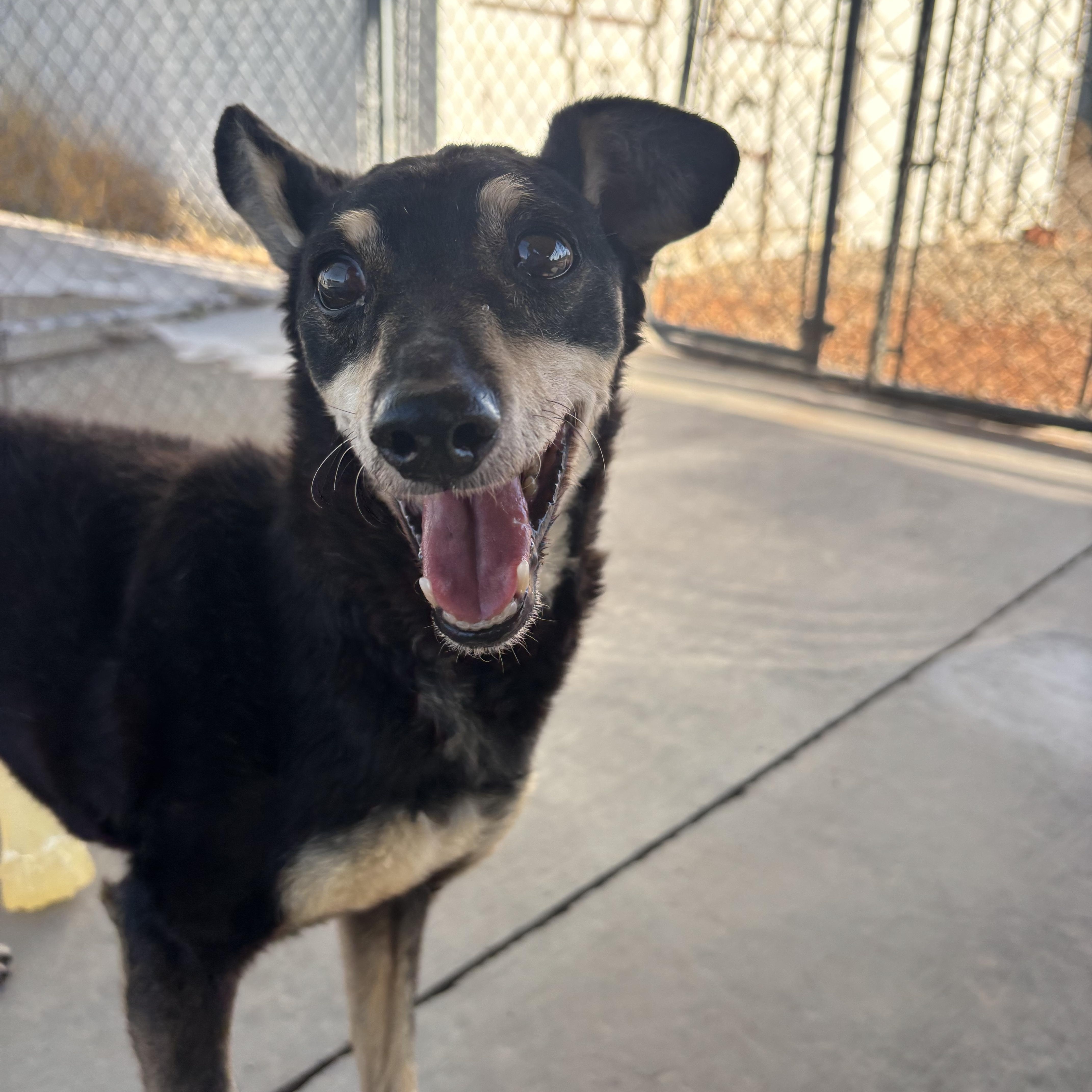 Bolt, an adopted Miniature Pinscher in Washington, UT image 4/5