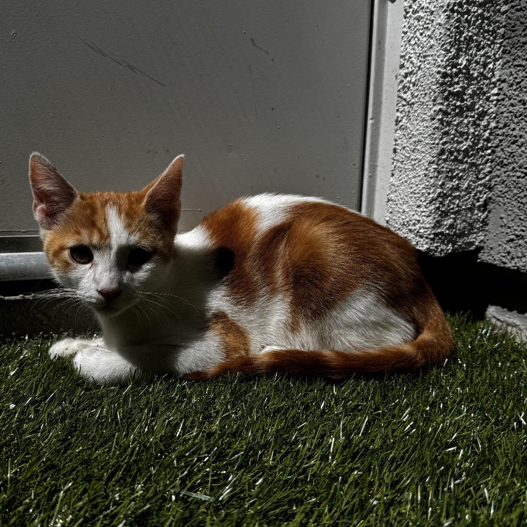 Enlarge Andy, a Adoptable Domestic Short Hair in Pleasanton, CA image 1/2