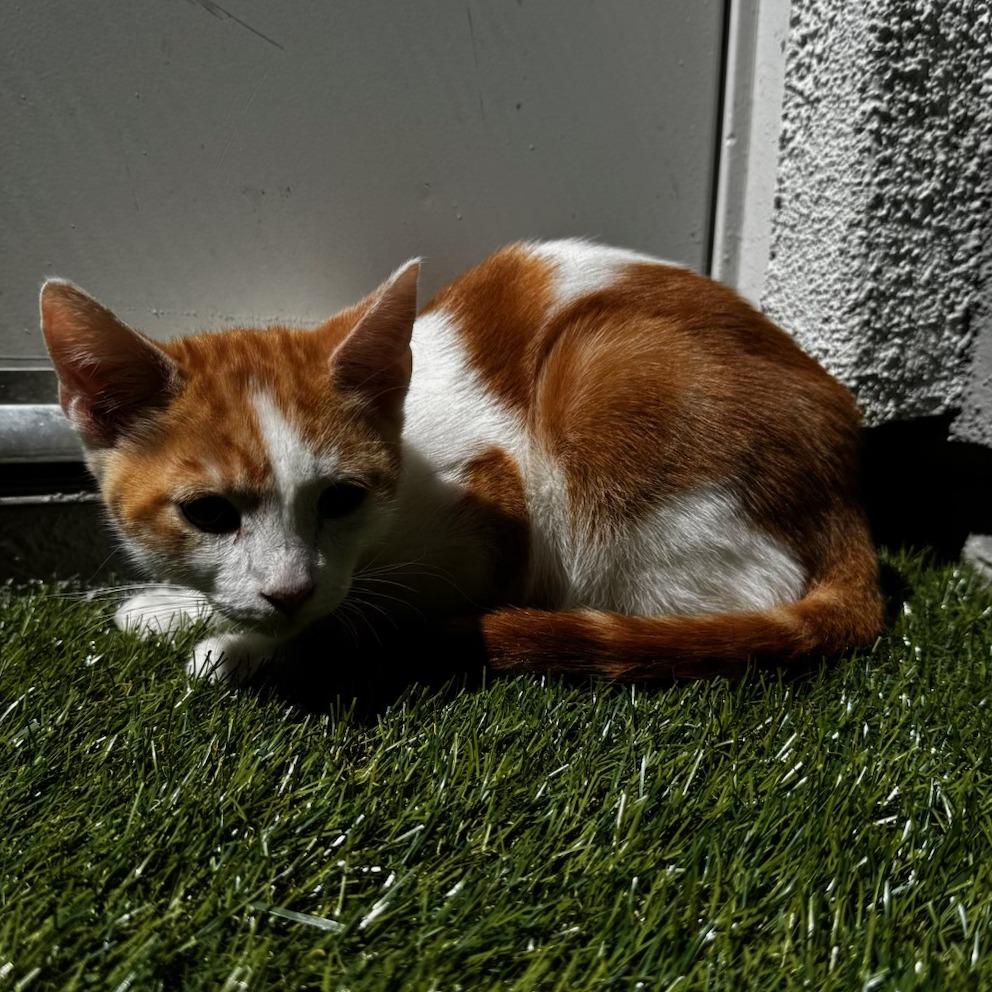 Enlarge Andy, a Adoptable Domestic Short Hair in Pleasanton, CA image 2/2