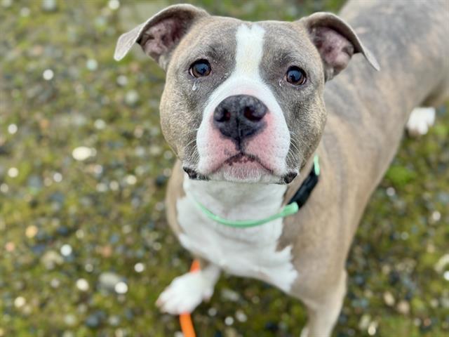 LUCY, Adoptable, Adult Female Pit Bull Terrier & Mixed Breed.