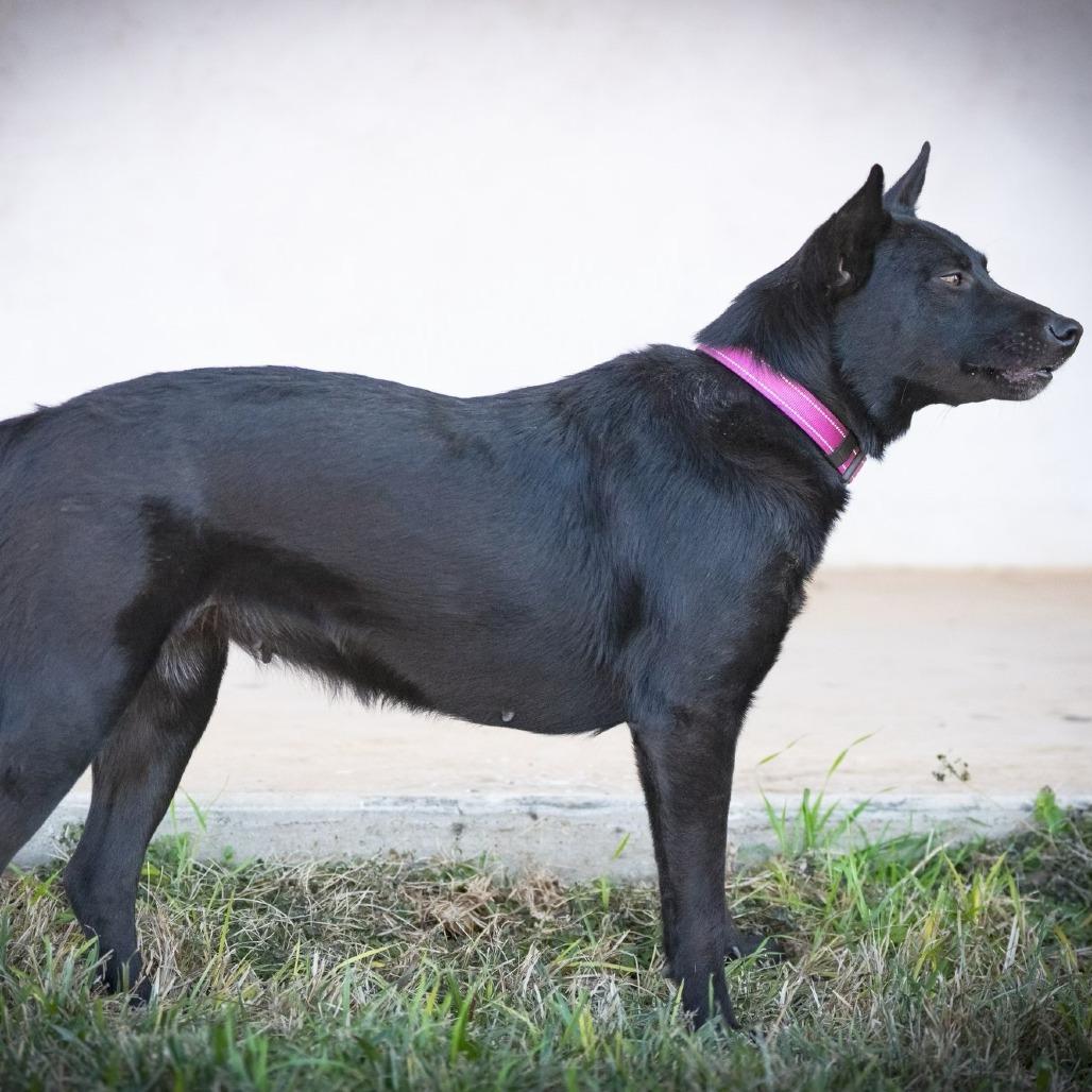 Enlarge Kaya, a Adoptable mixed breed in Pearsall, TX image 5/6