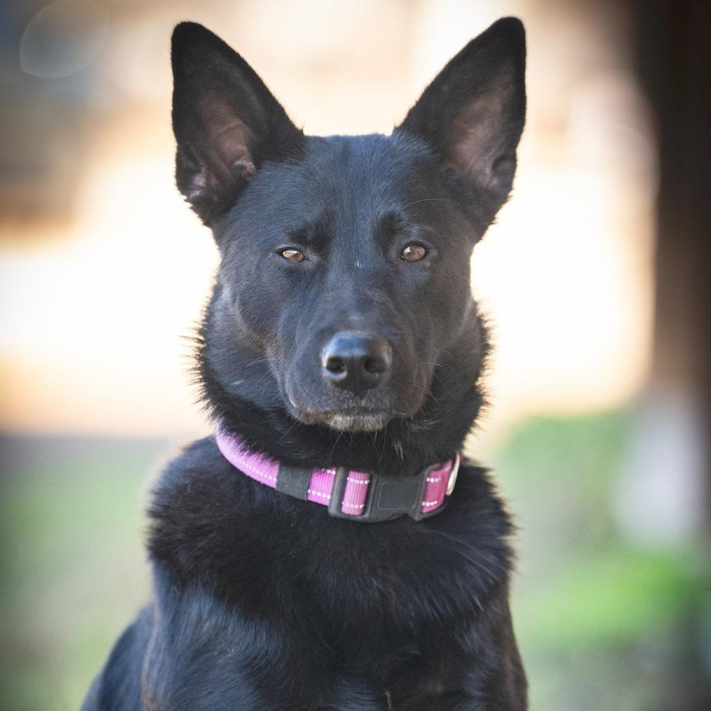 Kaya, Adoptable, Adult Female German Shepherd Dog & Belgian Shepherd / Sheepdog.