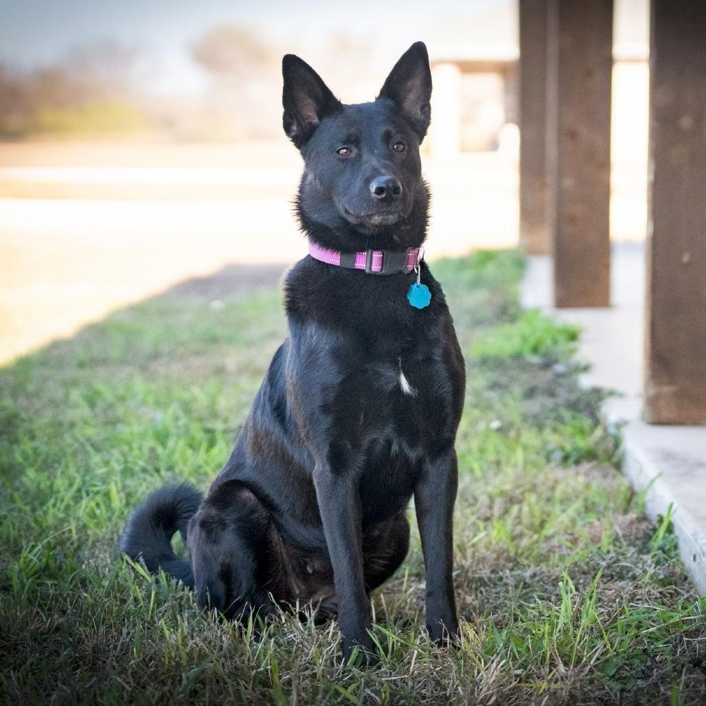 Enlarge Kaya, a Adoptable mixed breed in Pearsall, TX image 3/6