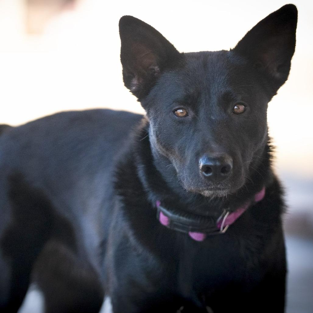 Enlarge Kaya, a Adoptable mixed breed in Pearsall, TX image 4/6
