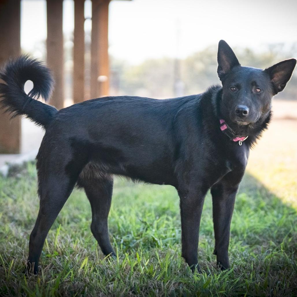 Enlarge Kaya, a Adoptable mixed breed in Pearsall, TX image 6/6