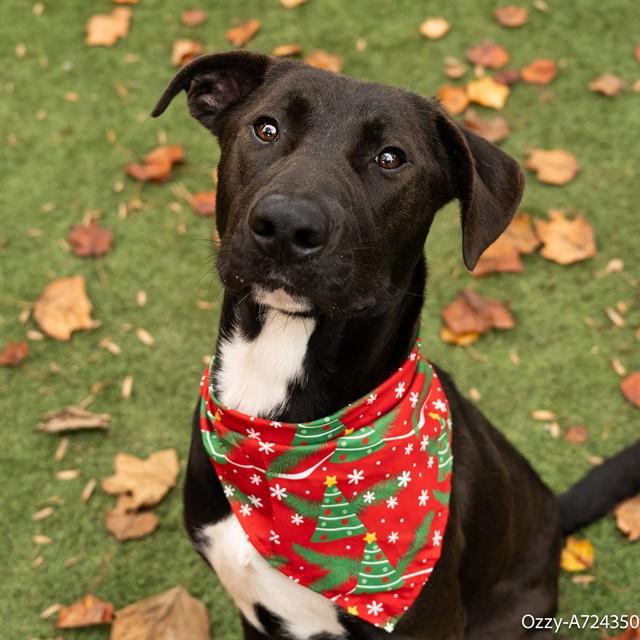 OZZY, Adoptable, Young Male Labrador Retriever & Pit Bull Terrier.