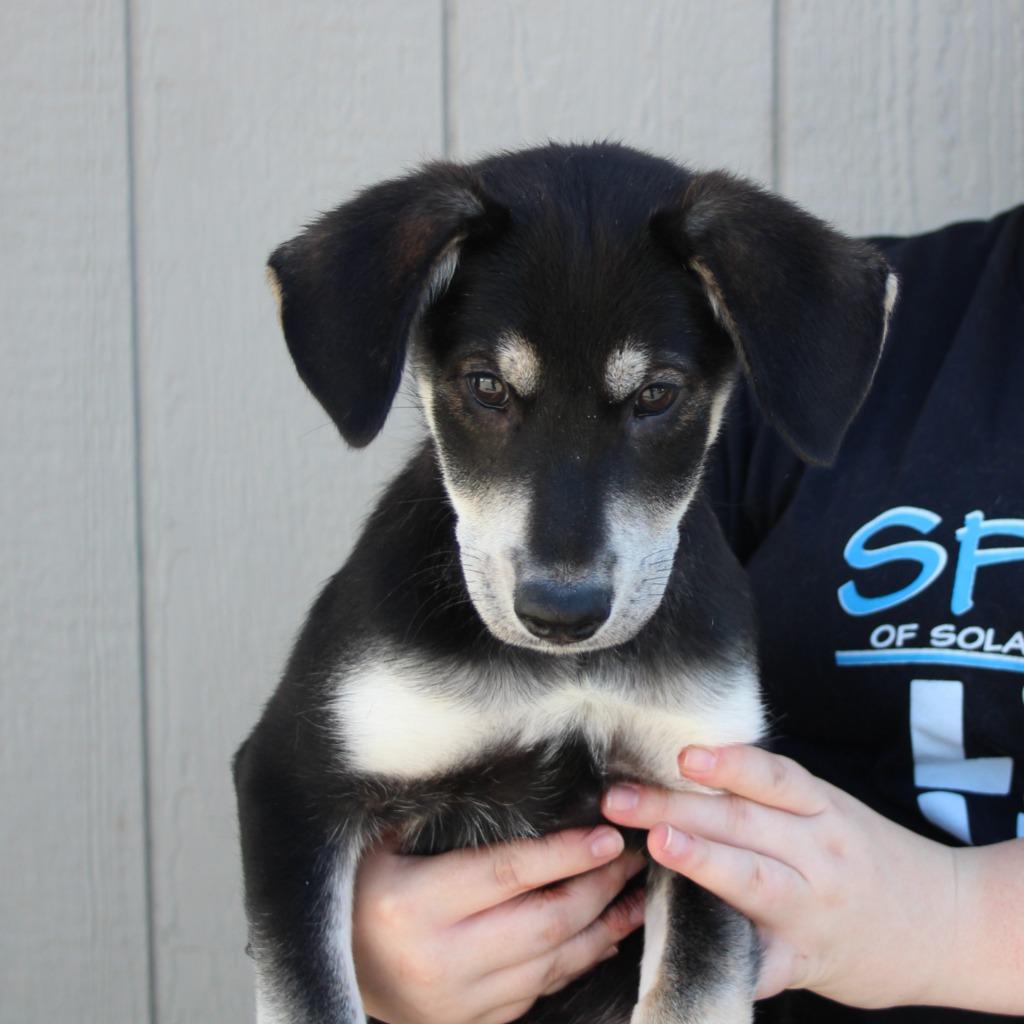 Enlarge Nessy, a Adoptable mixed breed in Vacaville, CA image 1/1