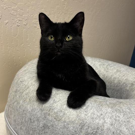 Galleta, Adoptable, Adult Female Domestic Short Hair.