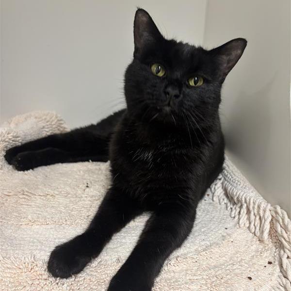 Galleta, a Adoptable Domestic Short Hair in Tempe, AZ image 2/5