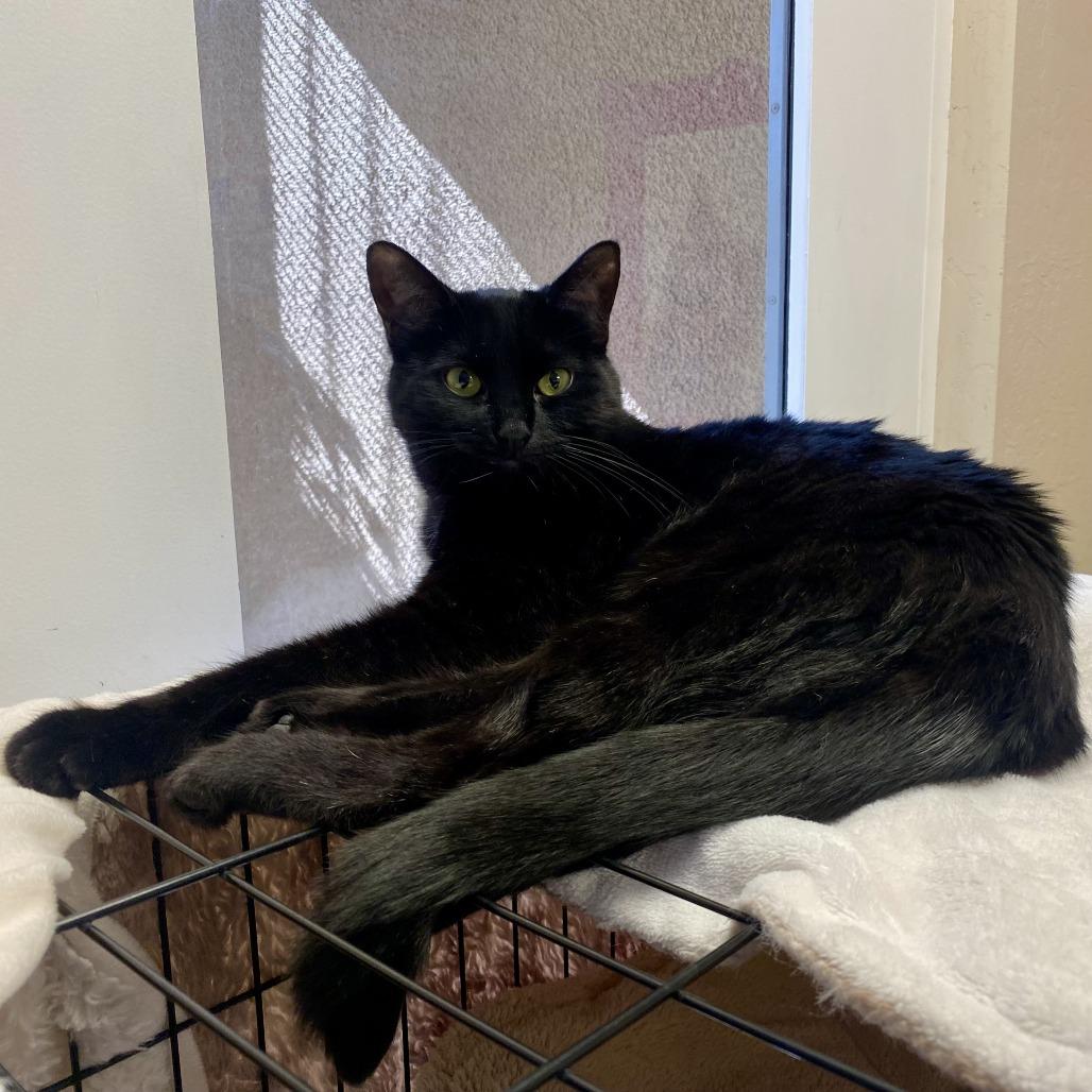 Galleta, a Adoptable Domestic Short Hair in Tempe, AZ image 3/5