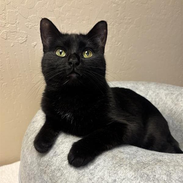 Galleta, a Adoptable Domestic Short Hair in Tempe, AZ image 4/5
