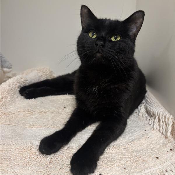 Galleta, a Adoptable Domestic Short Hair in Tempe, AZ image 5/5