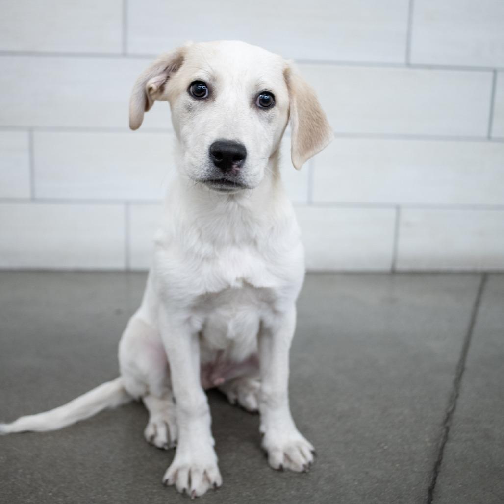 Ham, Adoptable, Puppy Male Mixed Breed.
