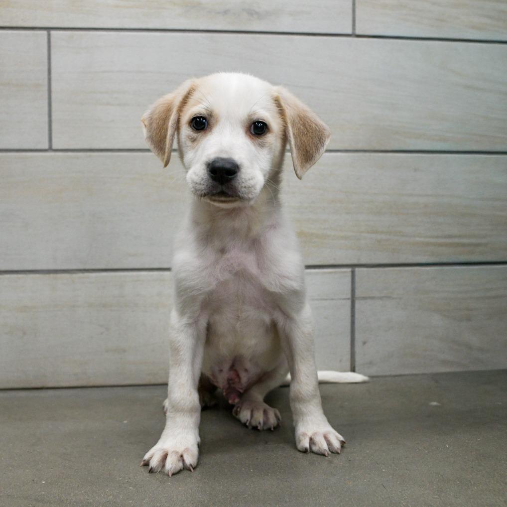 Ham, Adoptable, Puppy Male Mixed Breed.