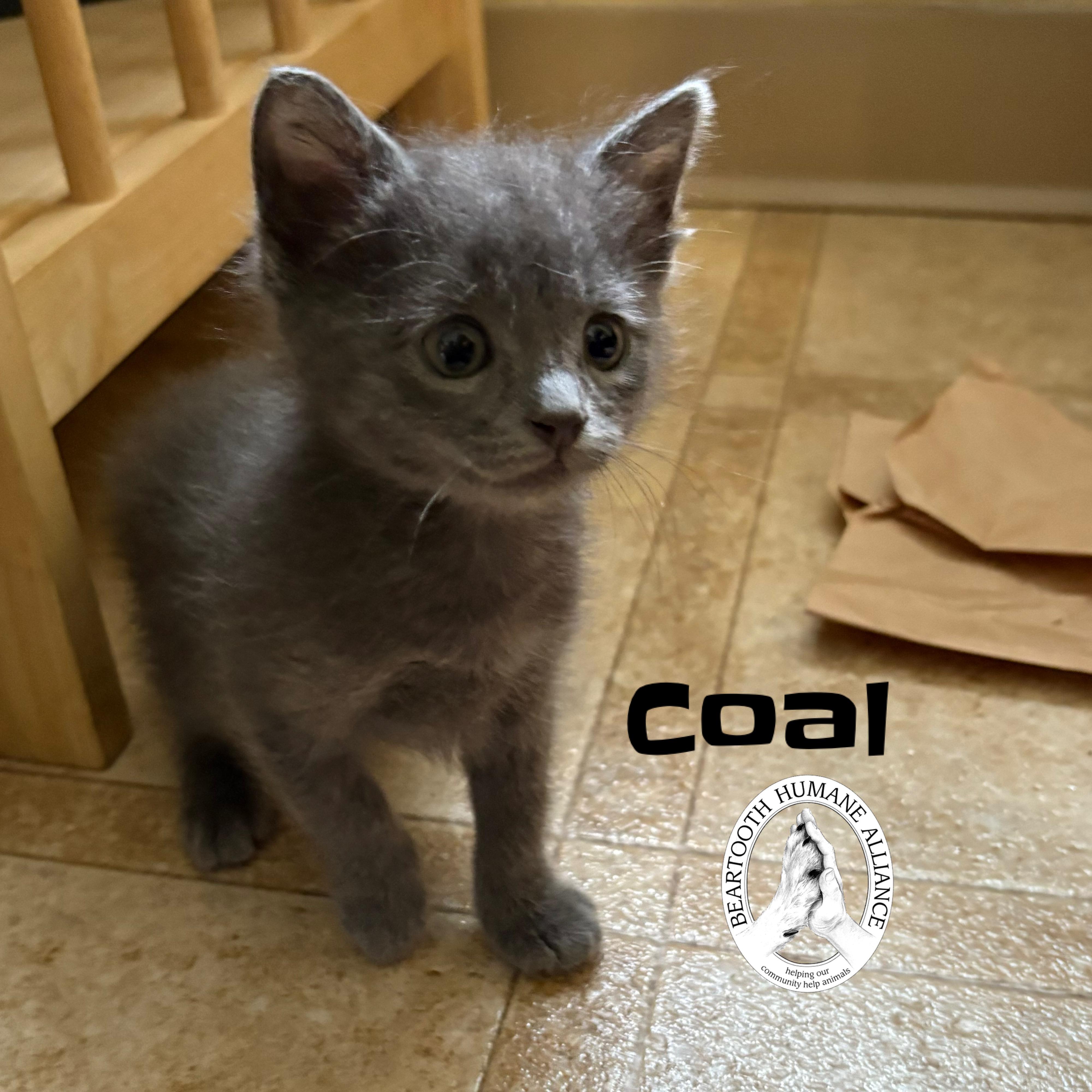 Coal, an adoptable Domestic Medium Hair in Red Lodge, MT, 59068 | Photo Image 1