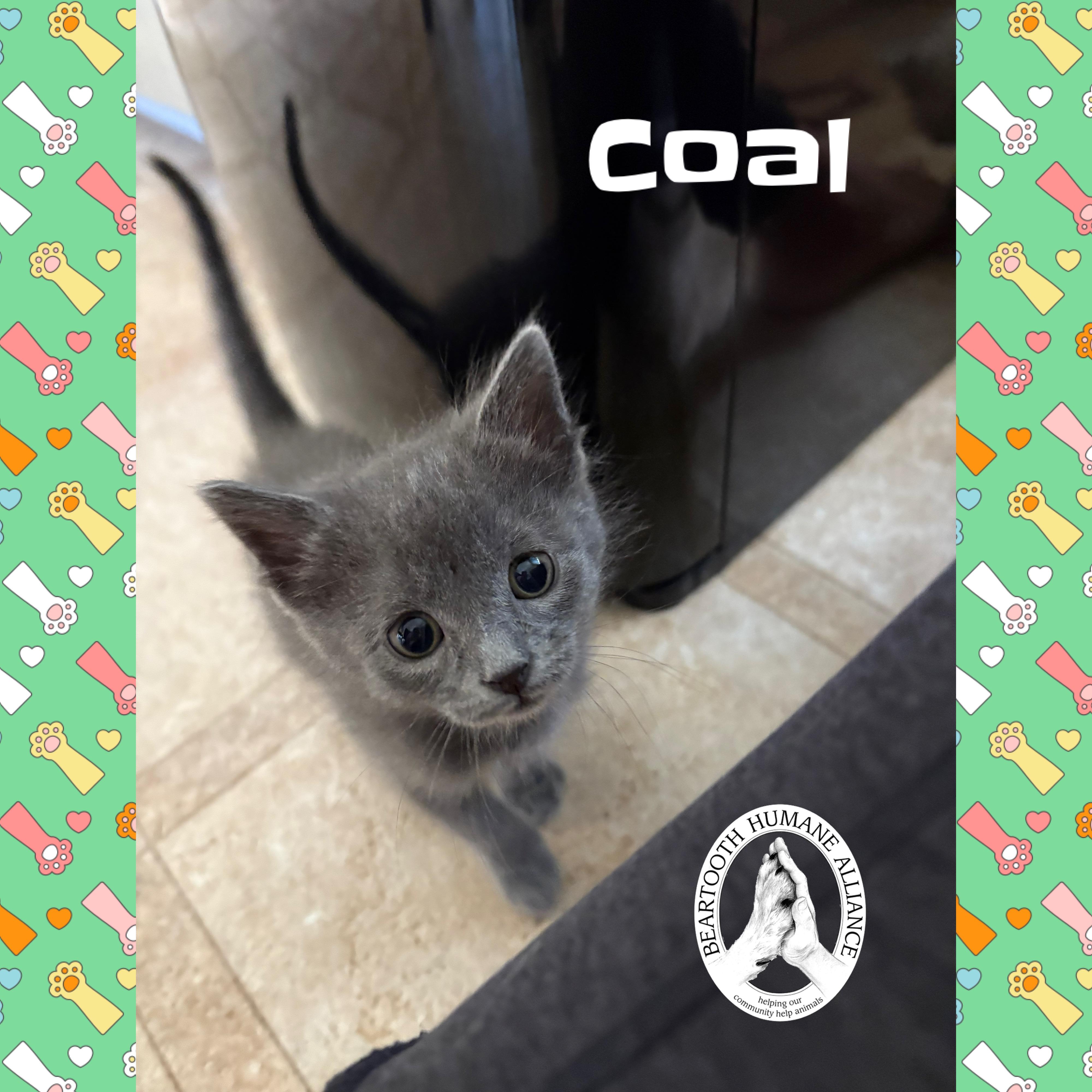 Coal, an adoptable Domestic Medium Hair in Red Lodge, MT, 59068 | Photo Image 2