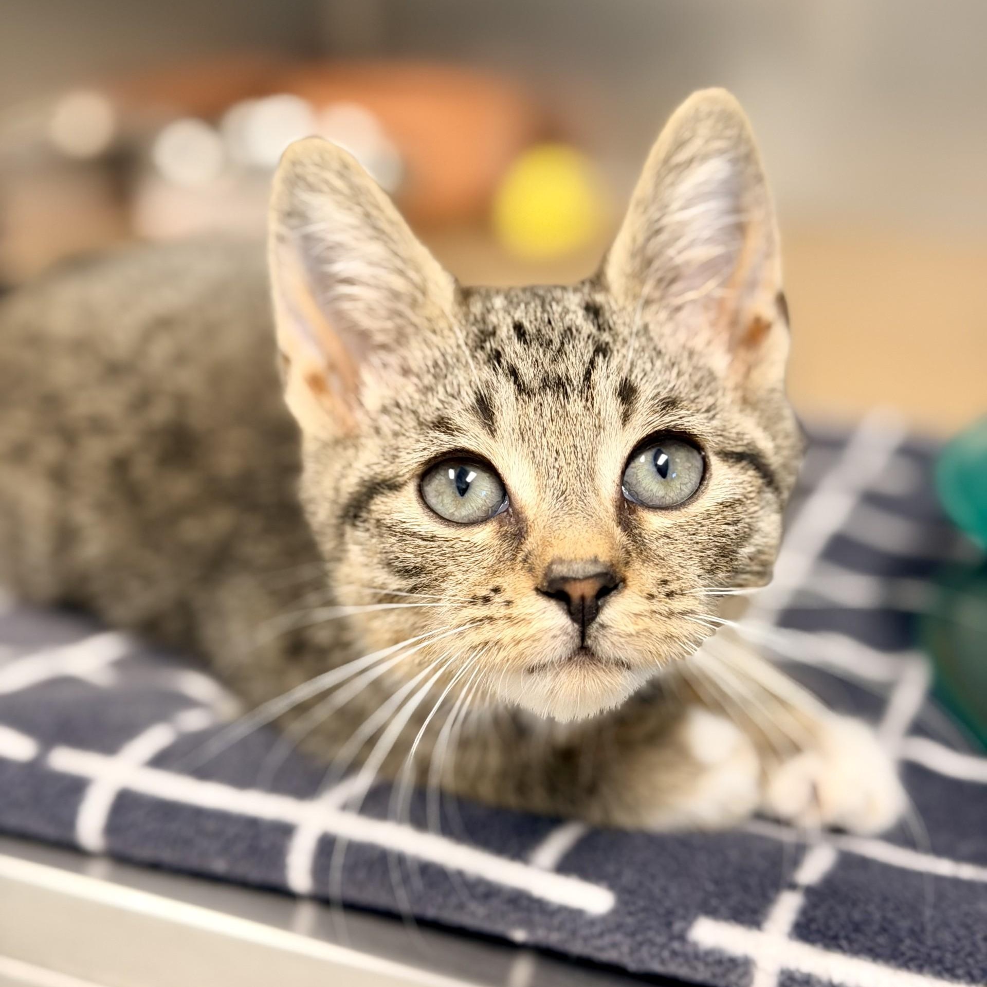 Sky, adopted, Kitten Male Domestic Short Hair.