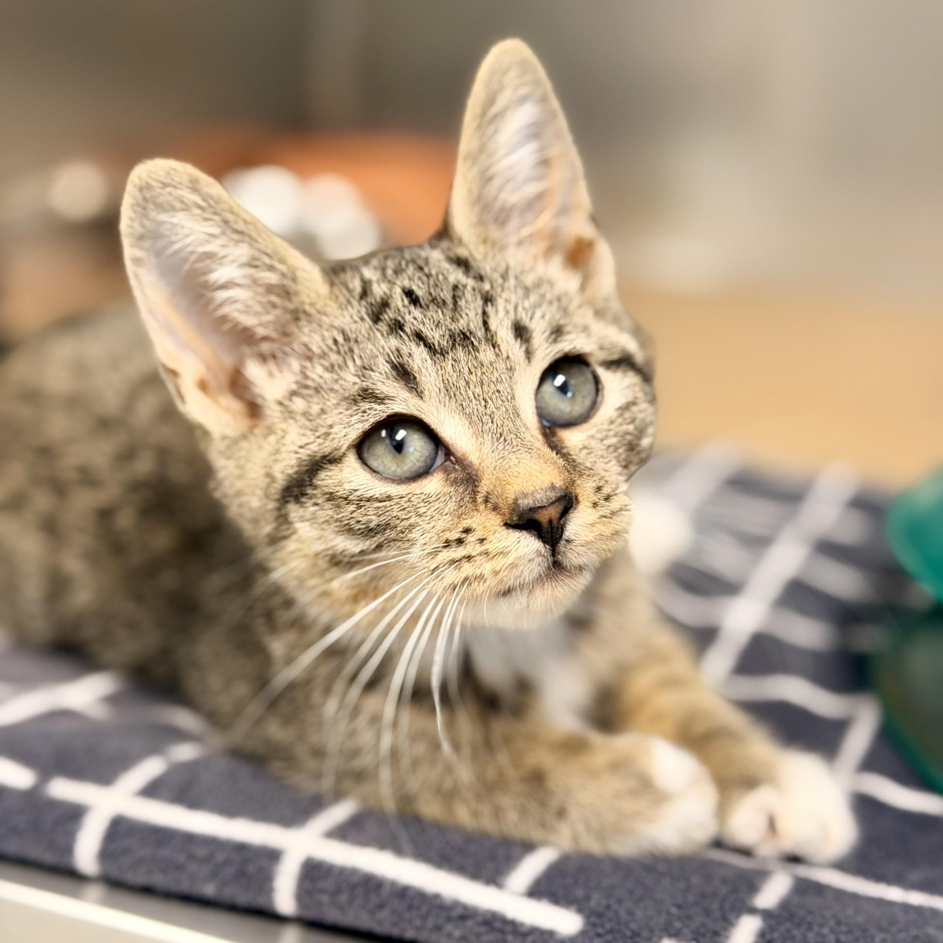 Enlarge Sky, an adopted Domestic Short Hair in Manahawkin, NJ image 2/2