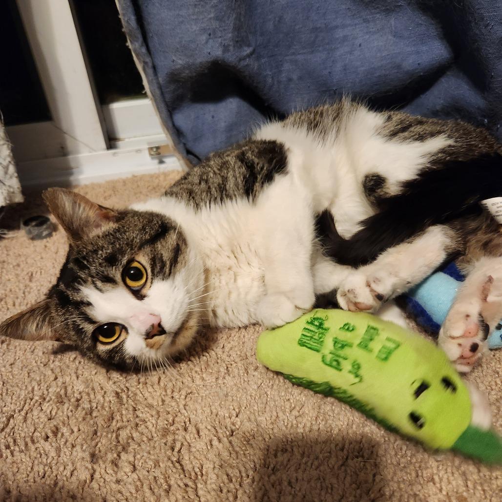 Enlarge 0426-81 FRA Bucky, a Adoptable Domestic Short Hair in Abingdon, MD image 2/6