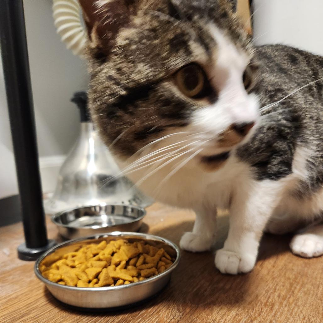 Enlarge 0426-81 FRA Bucky, a Adoptable Domestic Short Hair in Abingdon, MD image 3/6