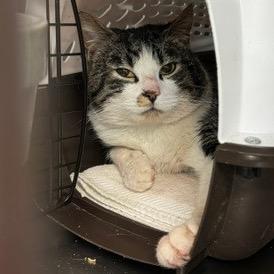 Enlarge 0426-81 FRA Bucky, a Adoptable Domestic Short Hair in Abingdon, MD image 4/6