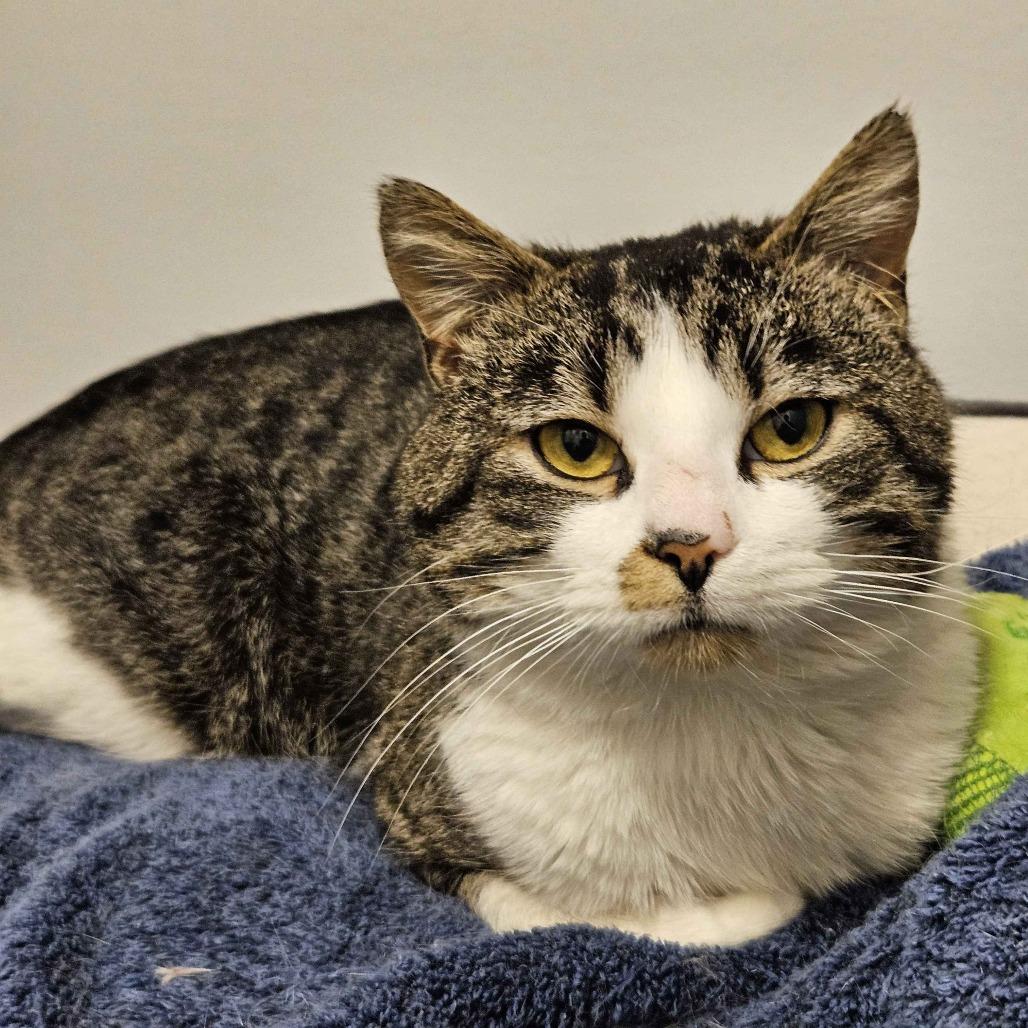 Enlarge 0426-81 FRA Bucky, a Adoptable Domestic Short Hair in Abingdon, MD image 5/6