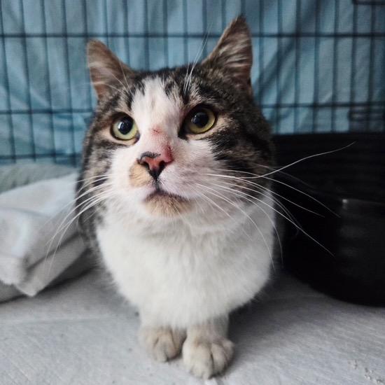 Enlarge 0426-81 FRA Bucky, a Adoptable Domestic Short Hair in Abingdon, MD image 6/6