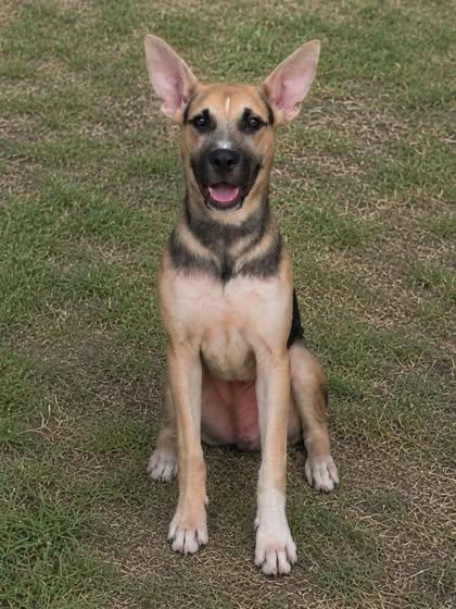 Kane, ADOPTABLE, Young Male German Shepherd Dog & Belgian Shepherd / Laekenois.