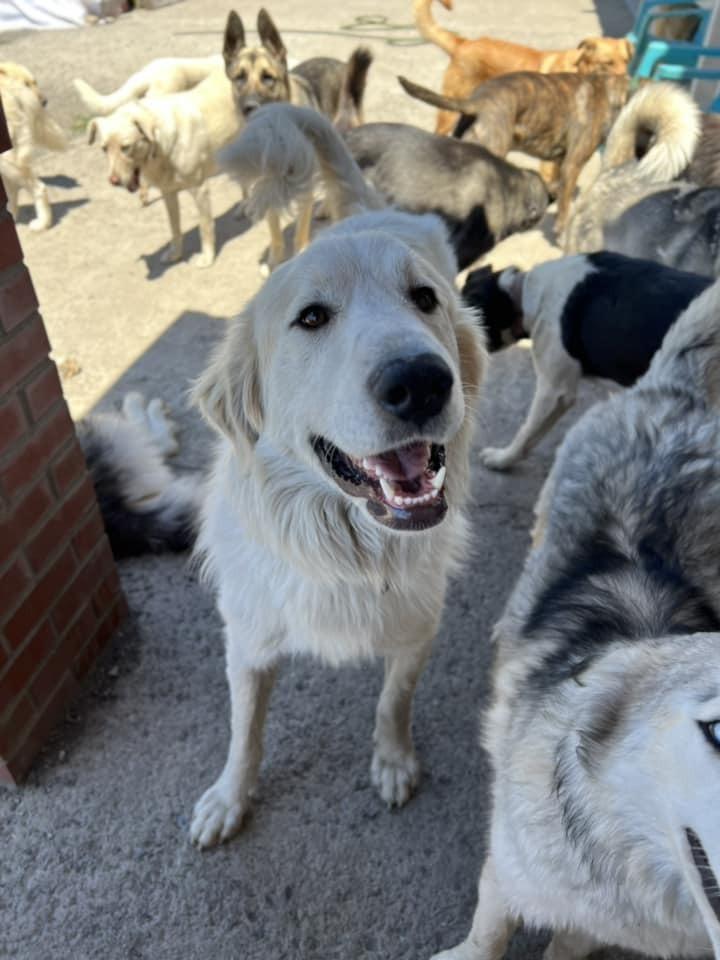 Bernie *READ ENTIRE DESCRIPTION*, a Adoptable mixed breed in Spokane, WA image 5/6